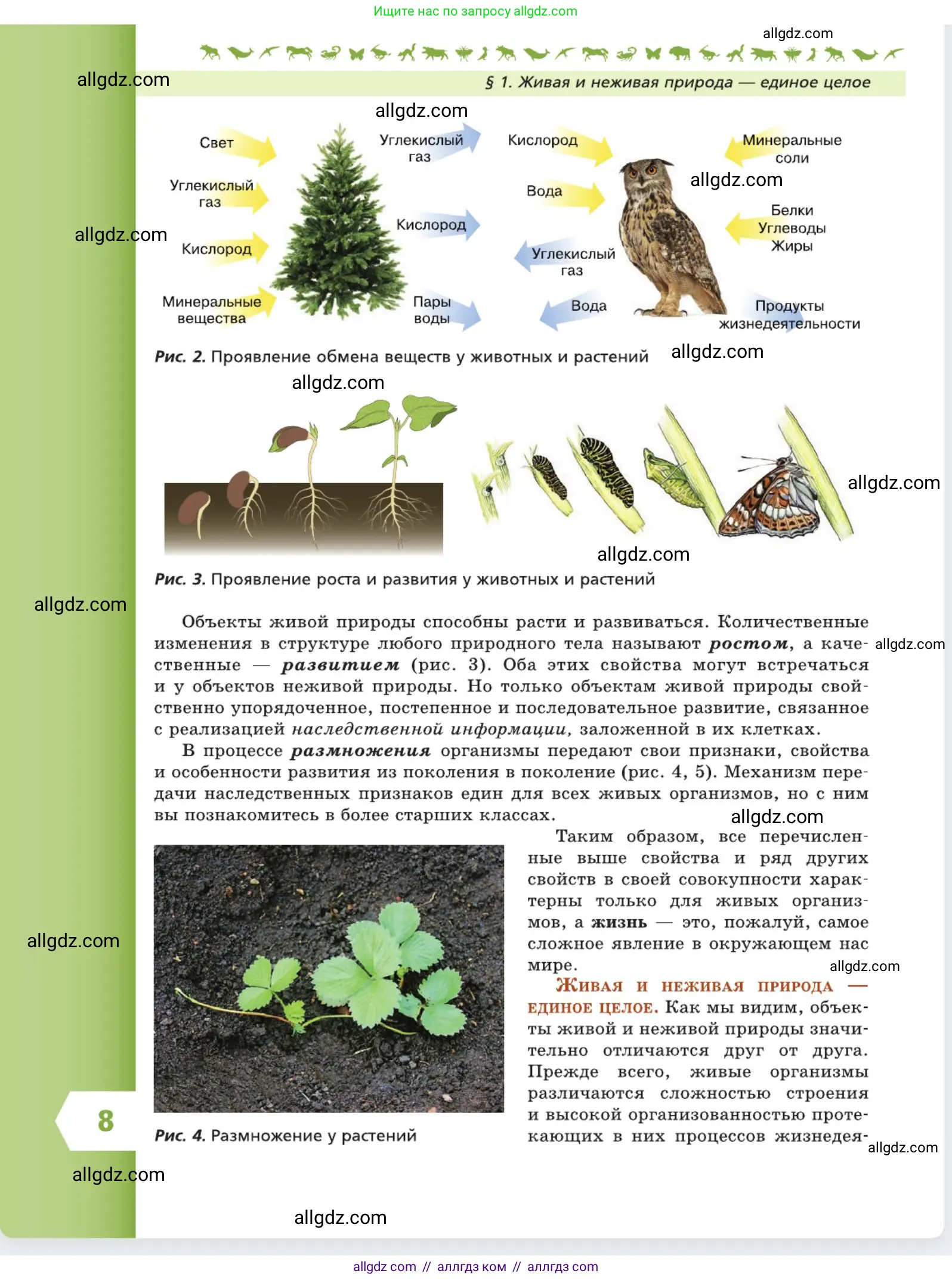 Биология, 5 класс Учебник, авторы: Пасечник Владимир Васильевич, Суматохин Сергей Витальевич, Гапонюк Зоя Георгиевна, Швецов Глеб Геннадьевич, издательство Просвещение, Москва, 2023, белого цвета, страница 8