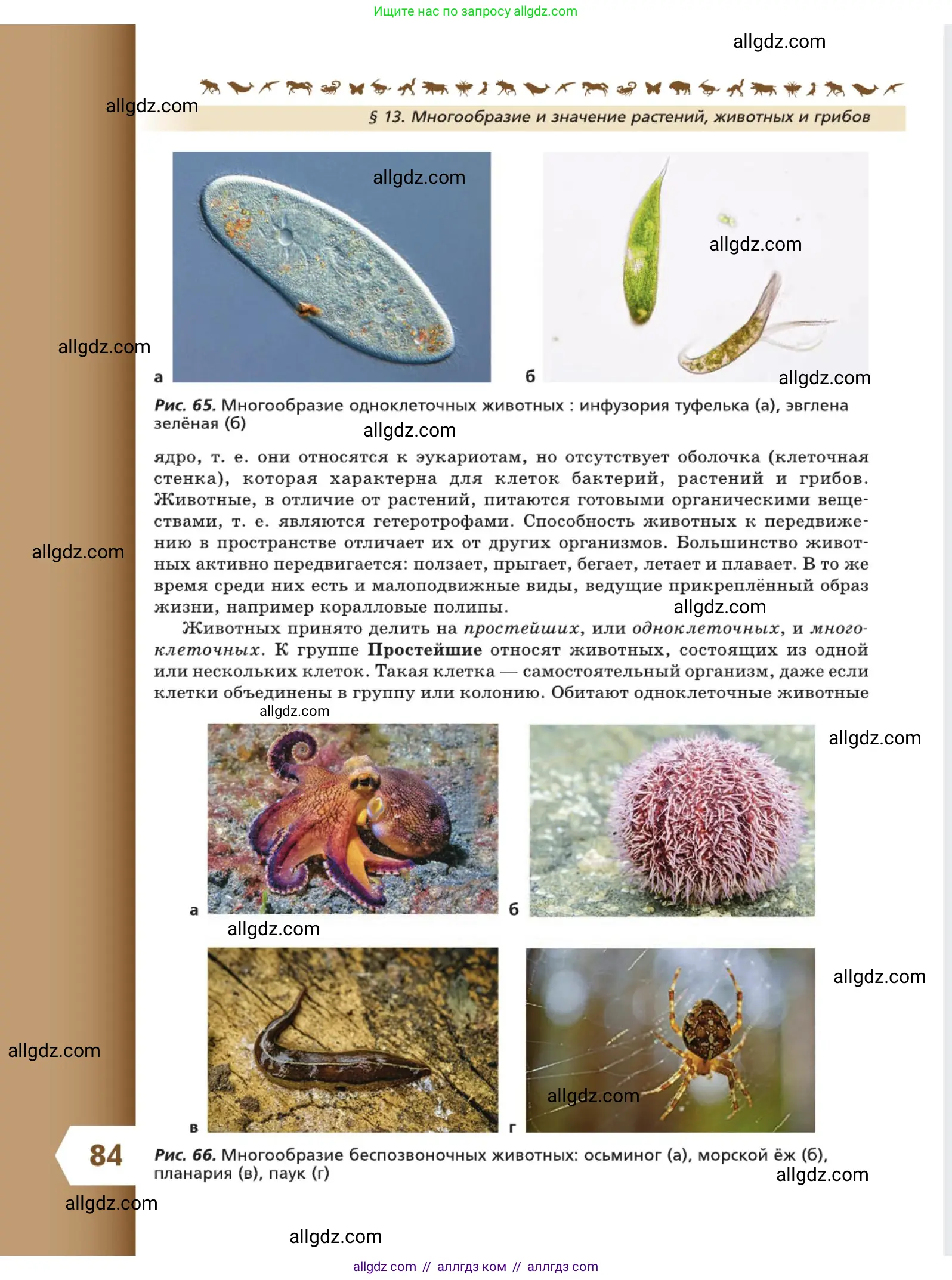 Биология, 5 класс Учебник, авторы: Пасечник Владимир Васильевич, Суматохин Сергей Витальевич, Гапонюк Зоя Георгиевна, Швецов Глеб Геннадьевич, издательство Просвещение, Москва, 2023, белого цвета, страница 84