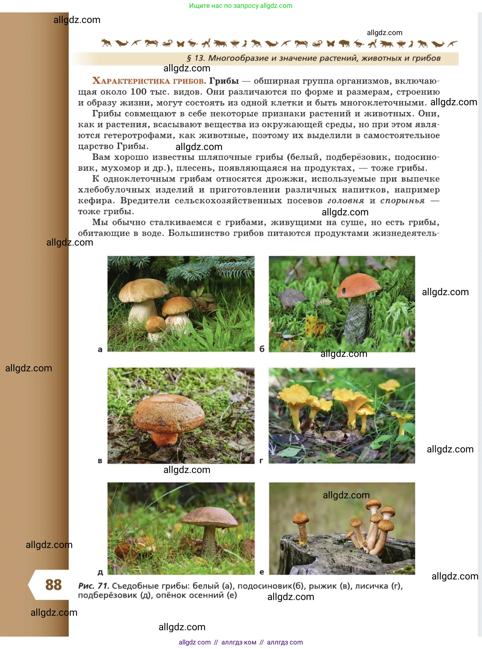 Биология, 5 класс Учебник, авторы: Пасечник Владимир Васильевич, Суматохин Сергей Витальевич, Гапонюк Зоя Георгиевна, Швецов Глеб Геннадьевич, издательство Просвещение, Москва, 2023, белого цвета, страница 88