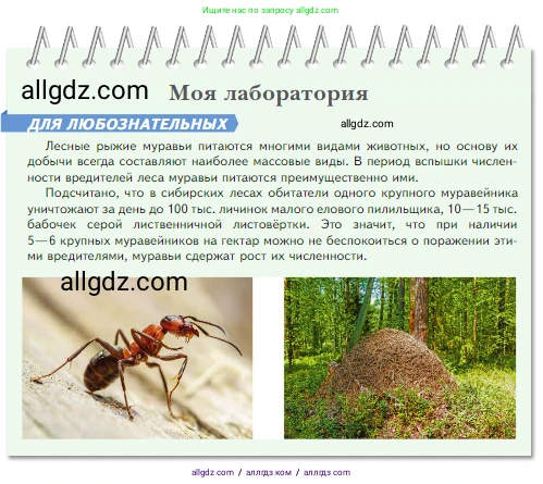 Биология, 5 класс Учебник, авторы: Пасечник Владимир Васильевич, Суматохин Сергей Витальевич, Гапонюк Зоя Георгиевна, Швецов Глеб Геннадьевич, издательство Просвещение, Москва, 2023, белого цвета, страница 133, Условие