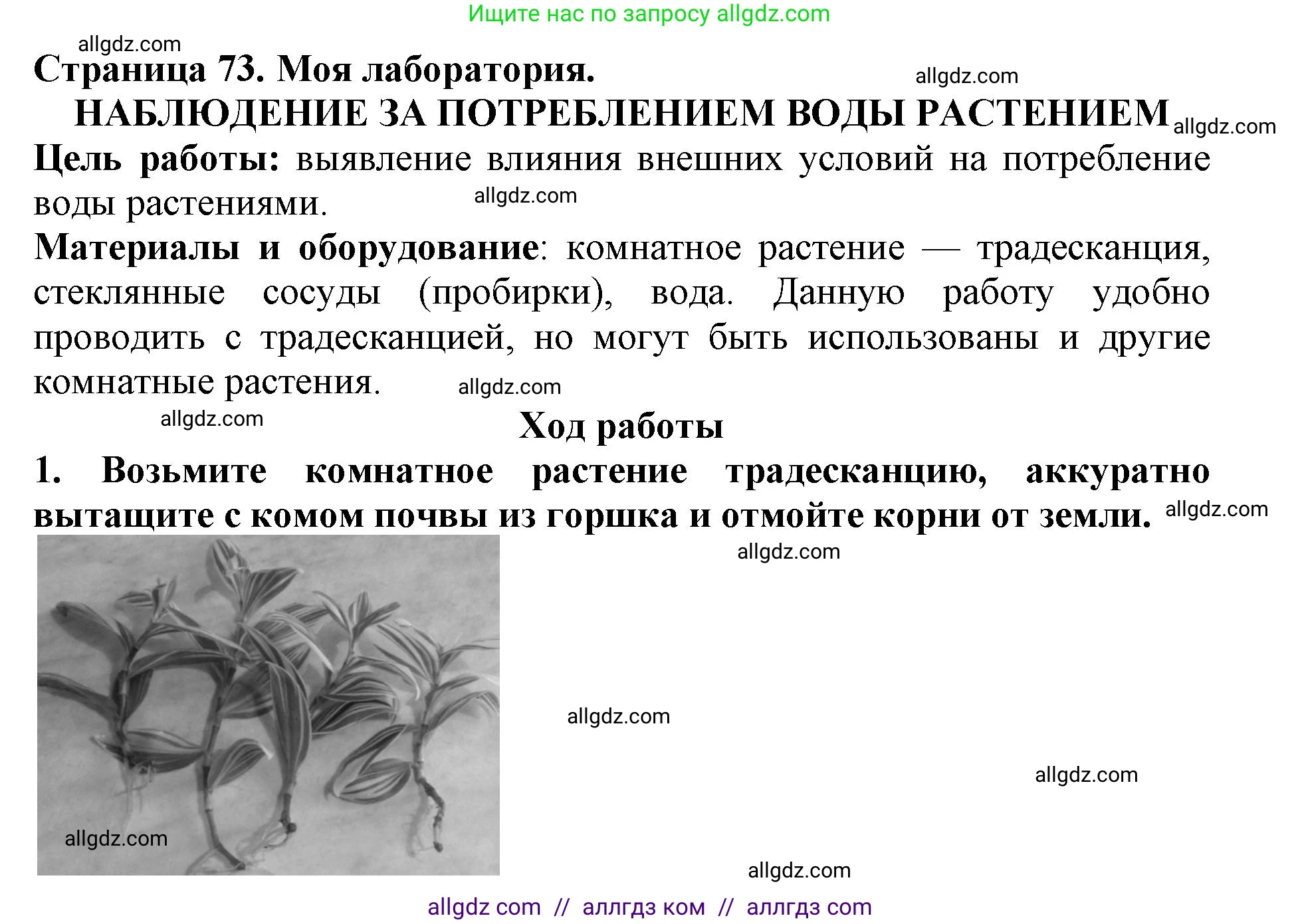 Биология, 5 класс Учебник, авторы: Пасечник Владимир Васильевич, Суматохин Сергей Витальевич, Гапонюк Зоя Георгиевна, Швецов Глеб Геннадьевич, издательство Просвещение, Москва, 2023, белого цвета, страница 73, Решение