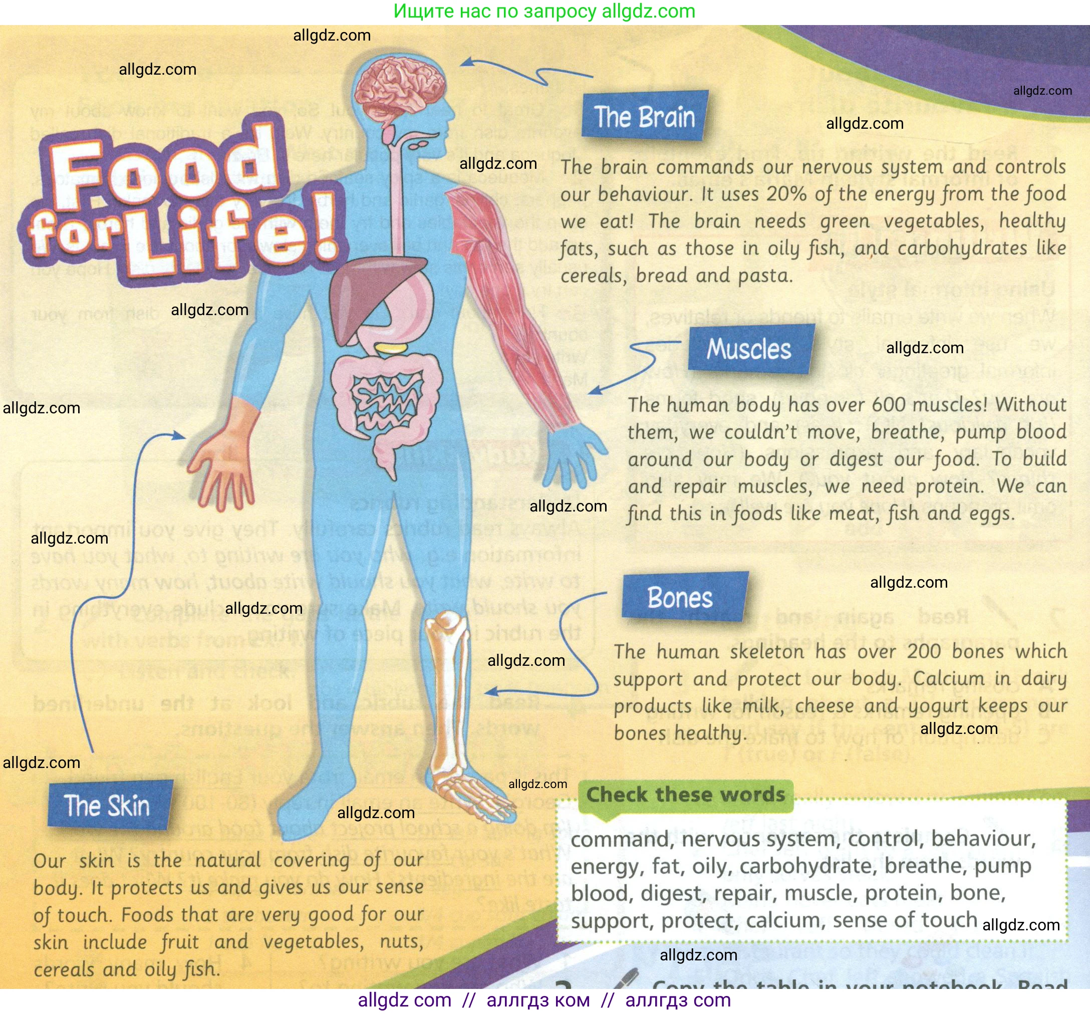Английский язык (english), 6 класс Учебник (Student's book), авторы: Баранова Ксения Михайловна (Baranova Ksenia), Дули Дженни (Dooley Jenny), Копылова Виктория Викторовна (Kopylova Victoria), Мильруд Радислав Петрович (Millrood Radislav), Эванс Вирджиния (Evans Virginia), издательство Просвещение, Москва, 2023, белого цвета, страница 38, номер 2, Условие (продолжение 2)