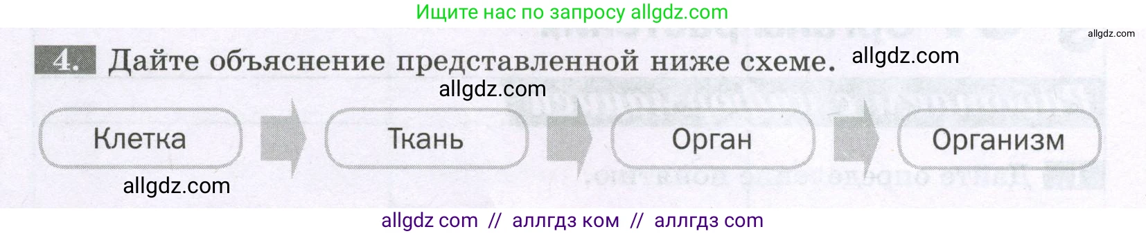 Биология, 6 класс рабочая тетрадь, авторы: Пасечник Владимир Васильевич, Суматохин Сергей Витальевич, Швецов Глеб Геннадьевич, Гапонюк Зоя Георгиевна, Косарькова Марина Викторовна, издательство Просвещение, Москва, 2023, белого цвета, страница 22, номер 4, Условие
