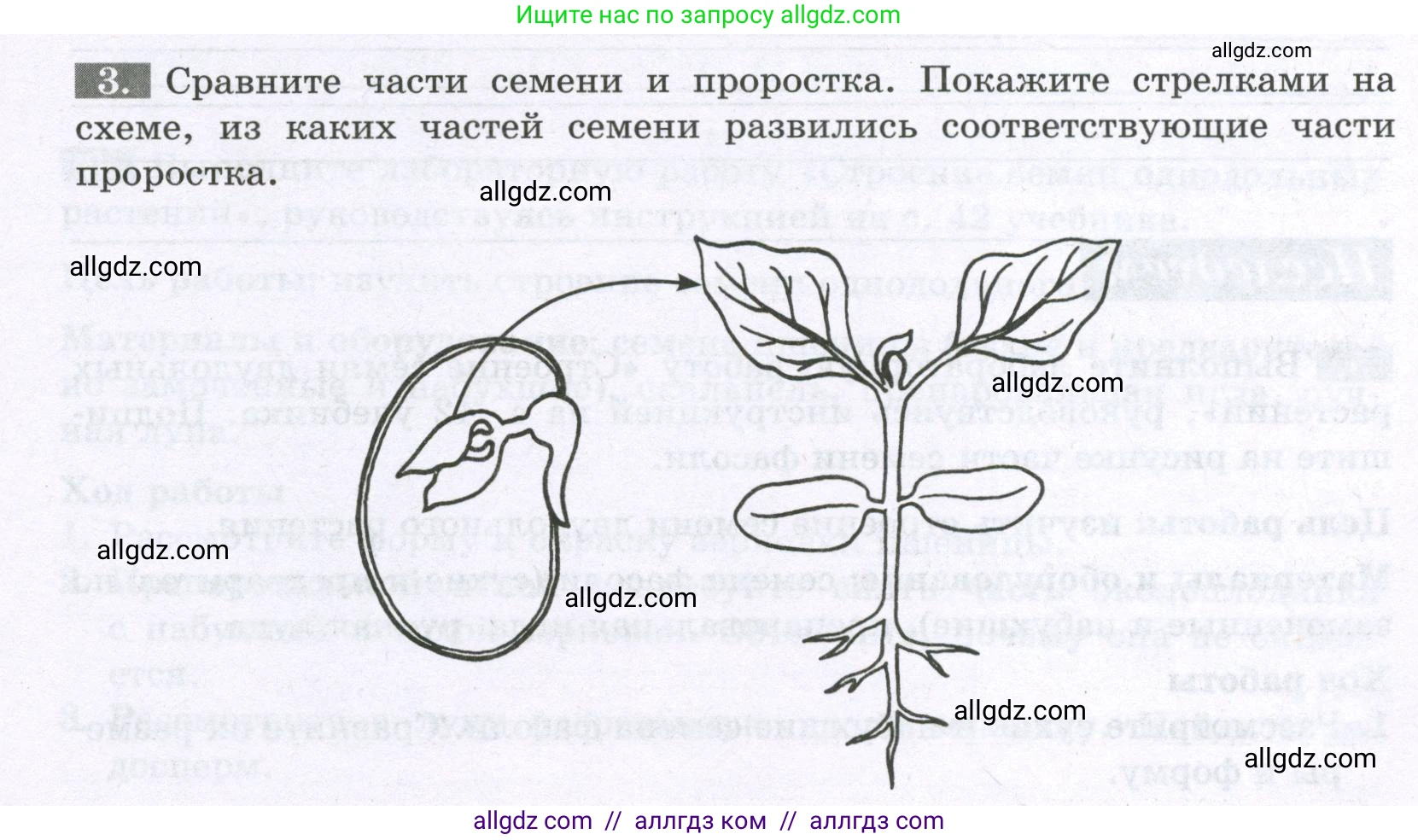 Биология, 6 класс рабочая тетрадь, авторы: Пасечник Владимир Васильевич, Суматохин Сергей Витальевич, Швецов Глеб Геннадьевич, Гапонюк Зоя Георгиевна, Косарькова Марина Викторовна, издательство Просвещение, Москва, 2023, белого цвета, страница 31, номер 3, Условие