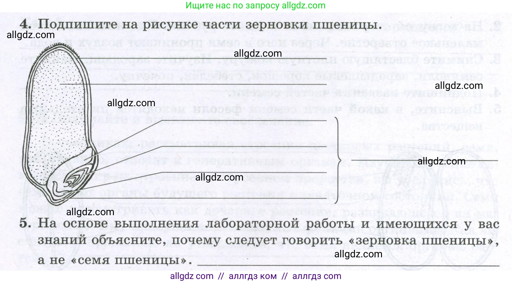 Биология, 6 класс рабочая тетрадь, авторы: Пасечник Владимир Васильевич, Суматохин Сергей Витальевич, Швецов Глеб Геннадьевич, Гапонюк Зоя Георгиевна, Косарькова Марина Викторовна, издательство Просвещение, Москва, 2023, белого цвета, страница 33, номер 6, Условие (продолжение 2)