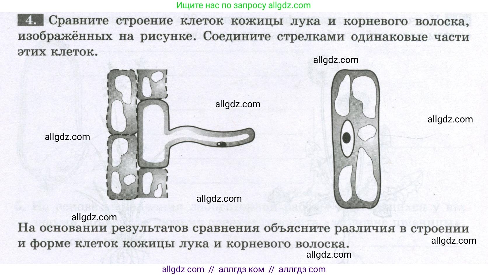 Биология, 6 класс рабочая тетрадь, авторы: Пасечник Владимир Васильевич, Суматохин Сергей Витальевич, Швецов Глеб Геннадьевич, Гапонюк Зоя Георгиевна, Косарькова Марина Викторовна, издательство Просвещение, Москва, 2023, белого цвета, страница 36, номер 4, Условие