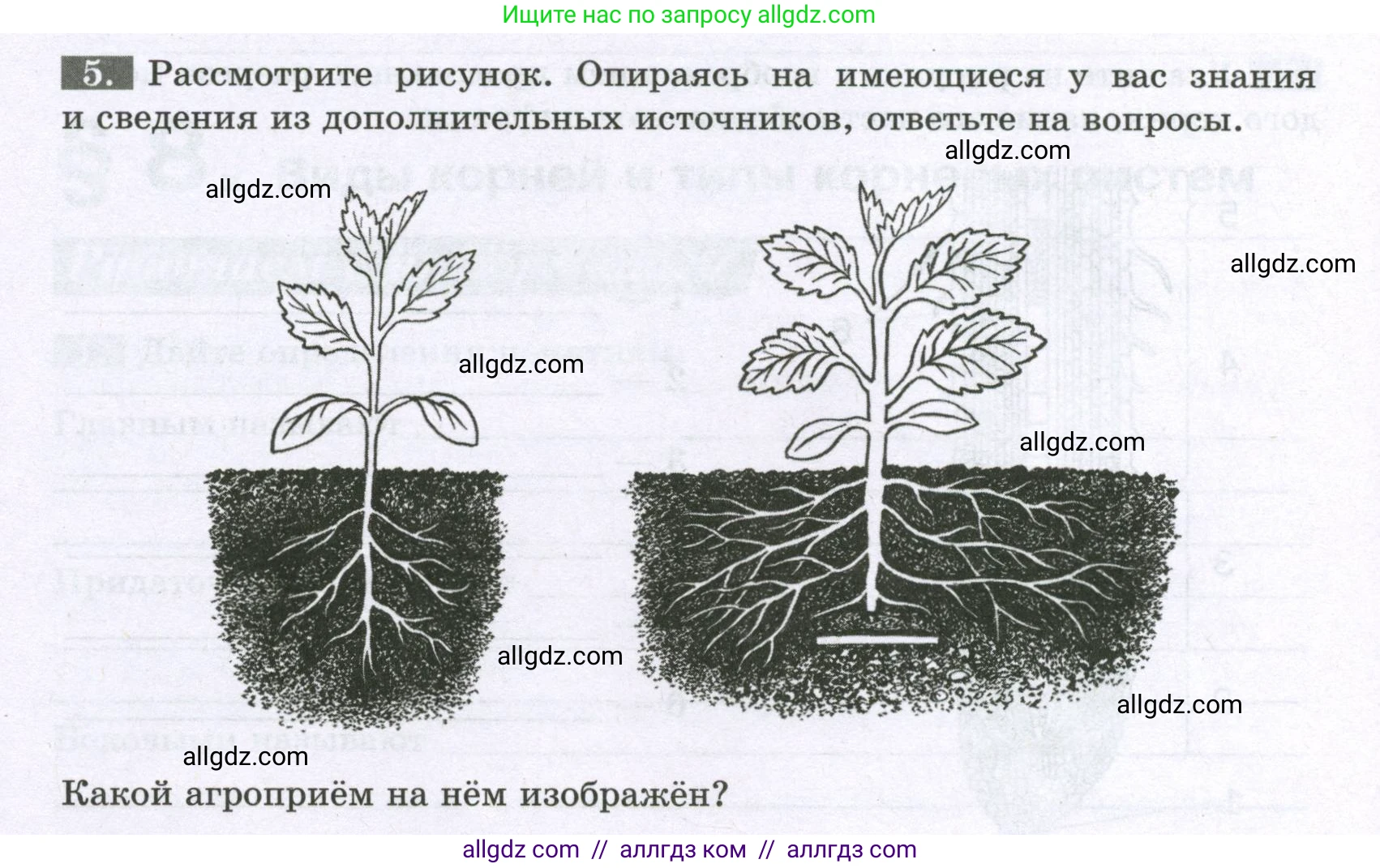 Биология, 6 класс рабочая тетрадь, авторы: Пасечник Владимир Васильевич, Суматохин Сергей Витальевич, Швецов Глеб Геннадьевич, Гапонюк Зоя Георгиевна, Косарькова Марина Викторовна, издательство Просвещение, Москва, 2023, белого цвета, страница 36, номер 5, Условие