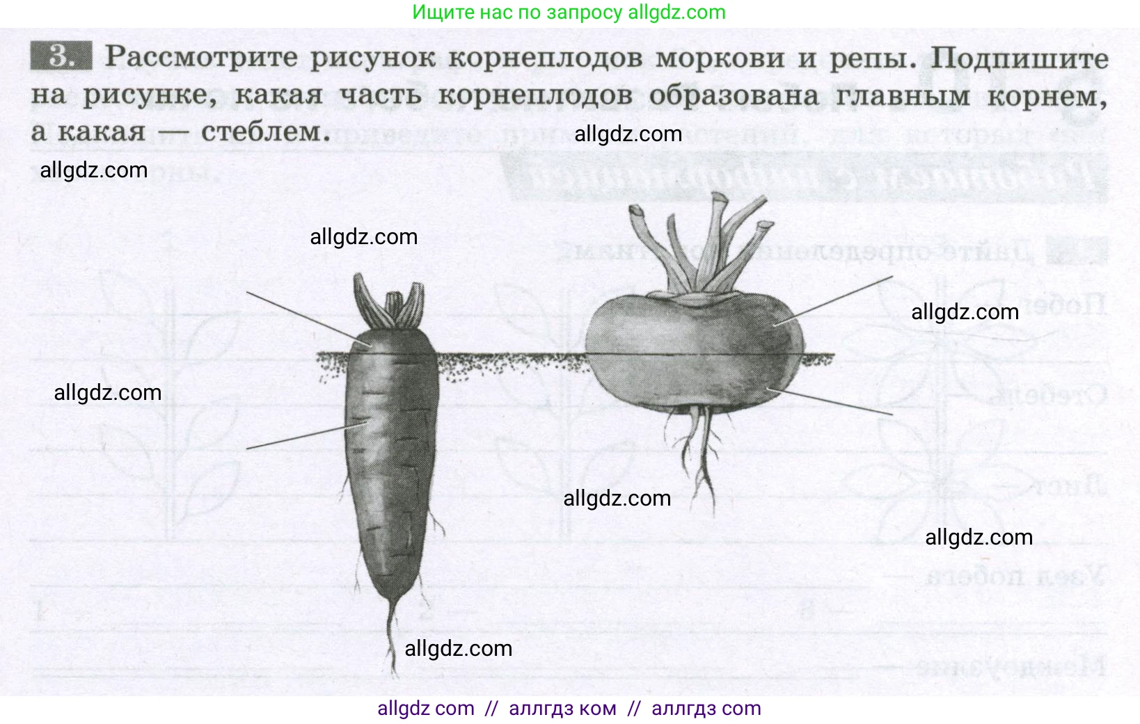 Биология, 6 класс рабочая тетрадь, авторы: Пасечник Владимир Васильевич, Суматохин Сергей Витальевич, Швецов Глеб Геннадьевич, Гапонюк Зоя Георгиевна, Косарькова Марина Викторовна, издательство Просвещение, Москва, 2023, белого цвета, страница 41, номер 3, Условие