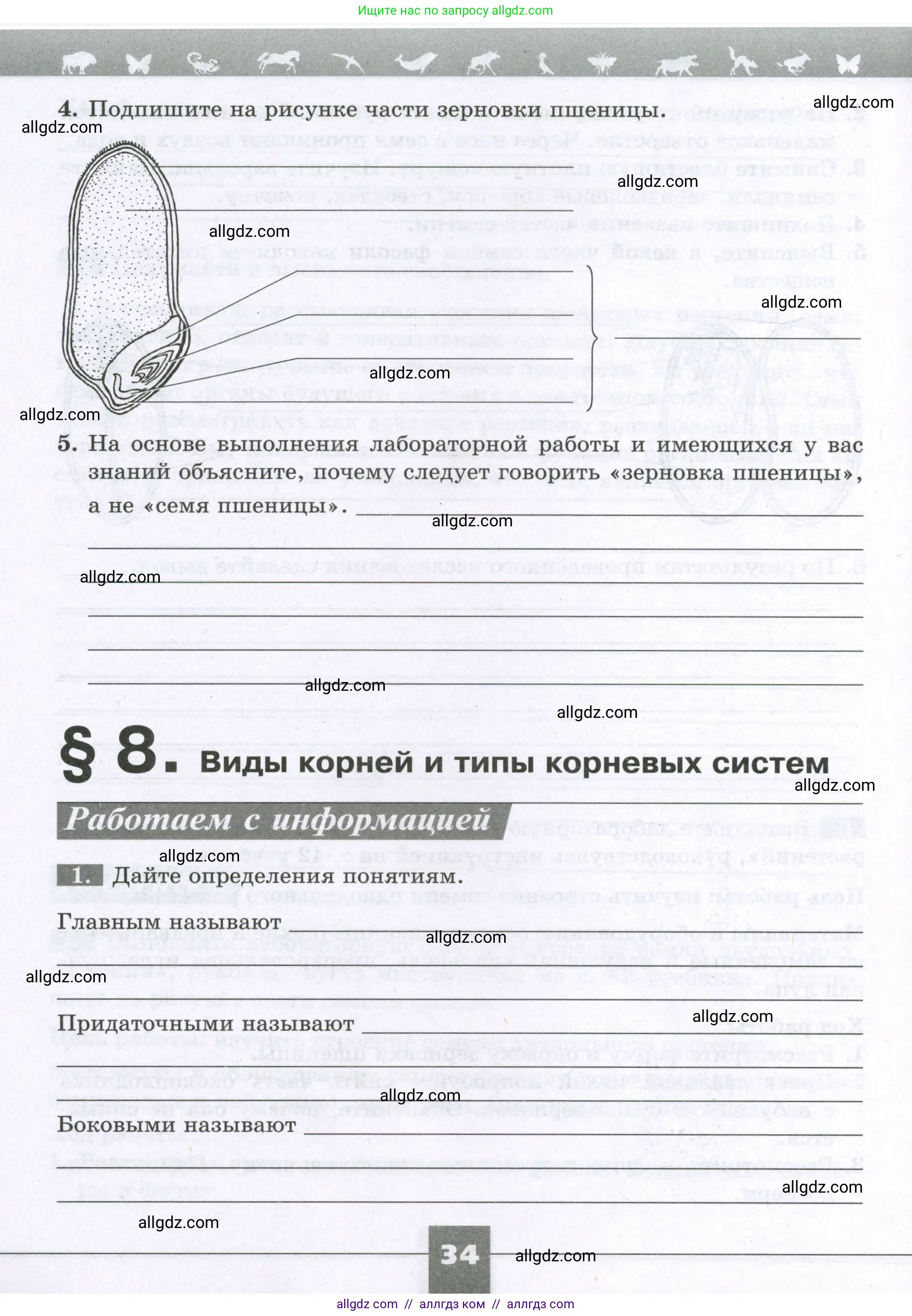 Биология, 6 класс рабочая тетрадь, авторы: Пасечник Владимир Васильевич, Суматохин Сергей Витальевич, Швецов Глеб Геннадьевич, Гапонюк Зоя Георгиевна, Косарькова Марина Викторовна, издательство Просвещение, Москва, 2023, белого цвета, страница 34