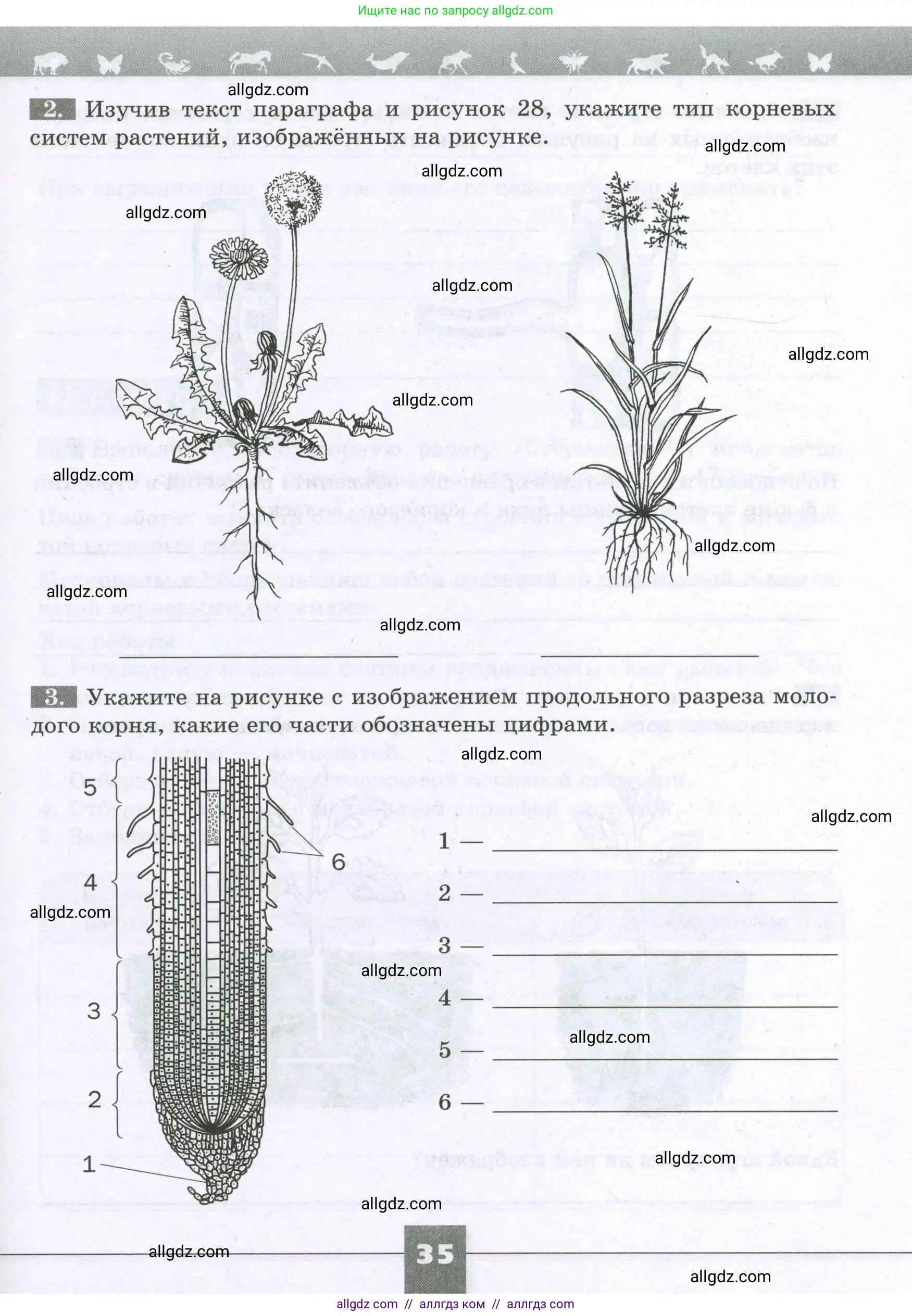 Биология, 6 класс рабочая тетрадь, авторы: Пасечник Владимир Васильевич, Суматохин Сергей Витальевич, Швецов Глеб Геннадьевич, Гапонюк Зоя Георгиевна, Косарькова Марина Викторовна, издательство Просвещение, Москва, 2023, белого цвета, страница 35