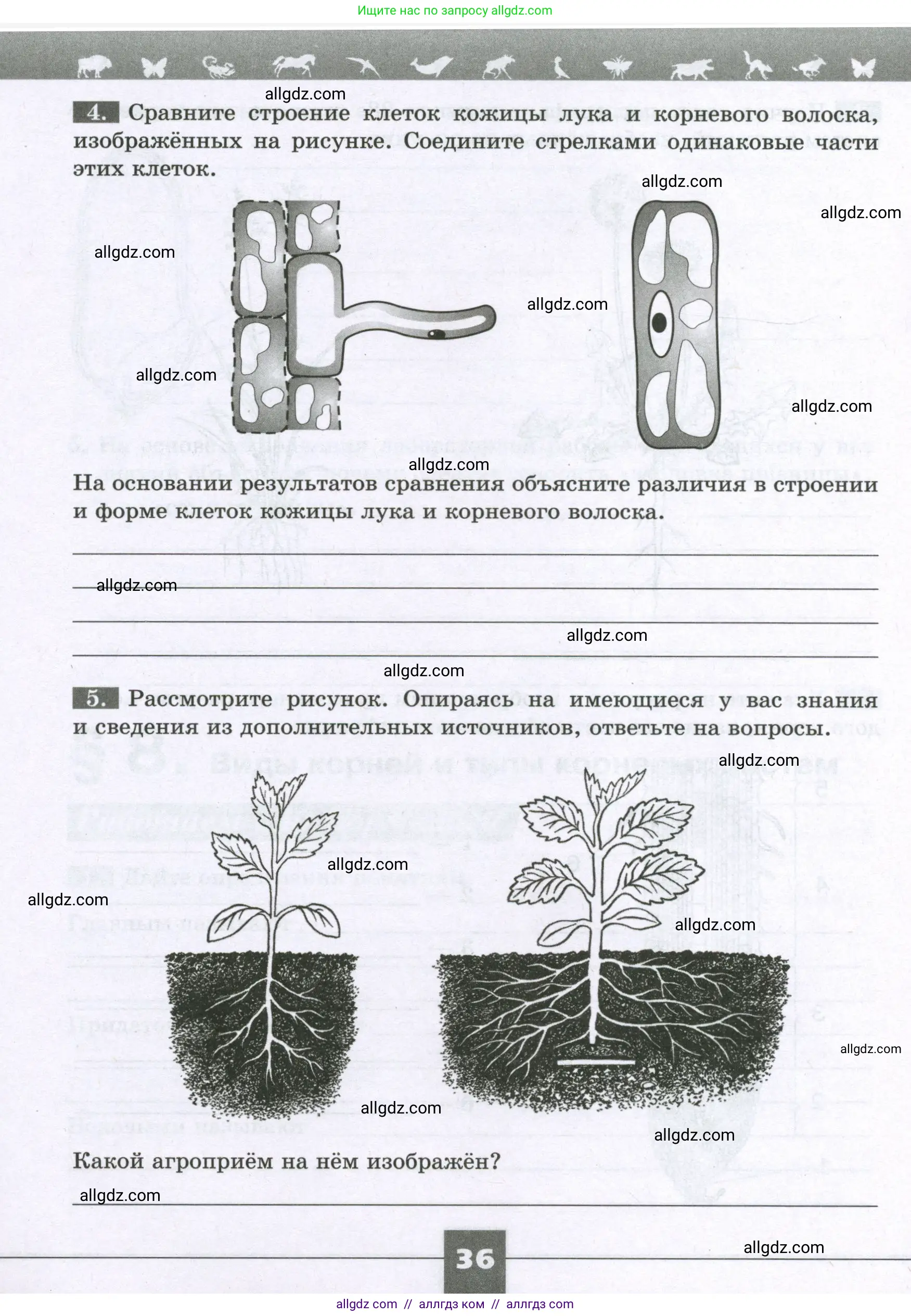 Биология, 6 класс рабочая тетрадь, авторы: Пасечник Владимир Васильевич, Суматохин Сергей Витальевич, Швецов Глеб Геннадьевич, Гапонюк Зоя Георгиевна, Косарькова Марина Викторовна, издательство Просвещение, Москва, 2023, белого цвета, страница 36