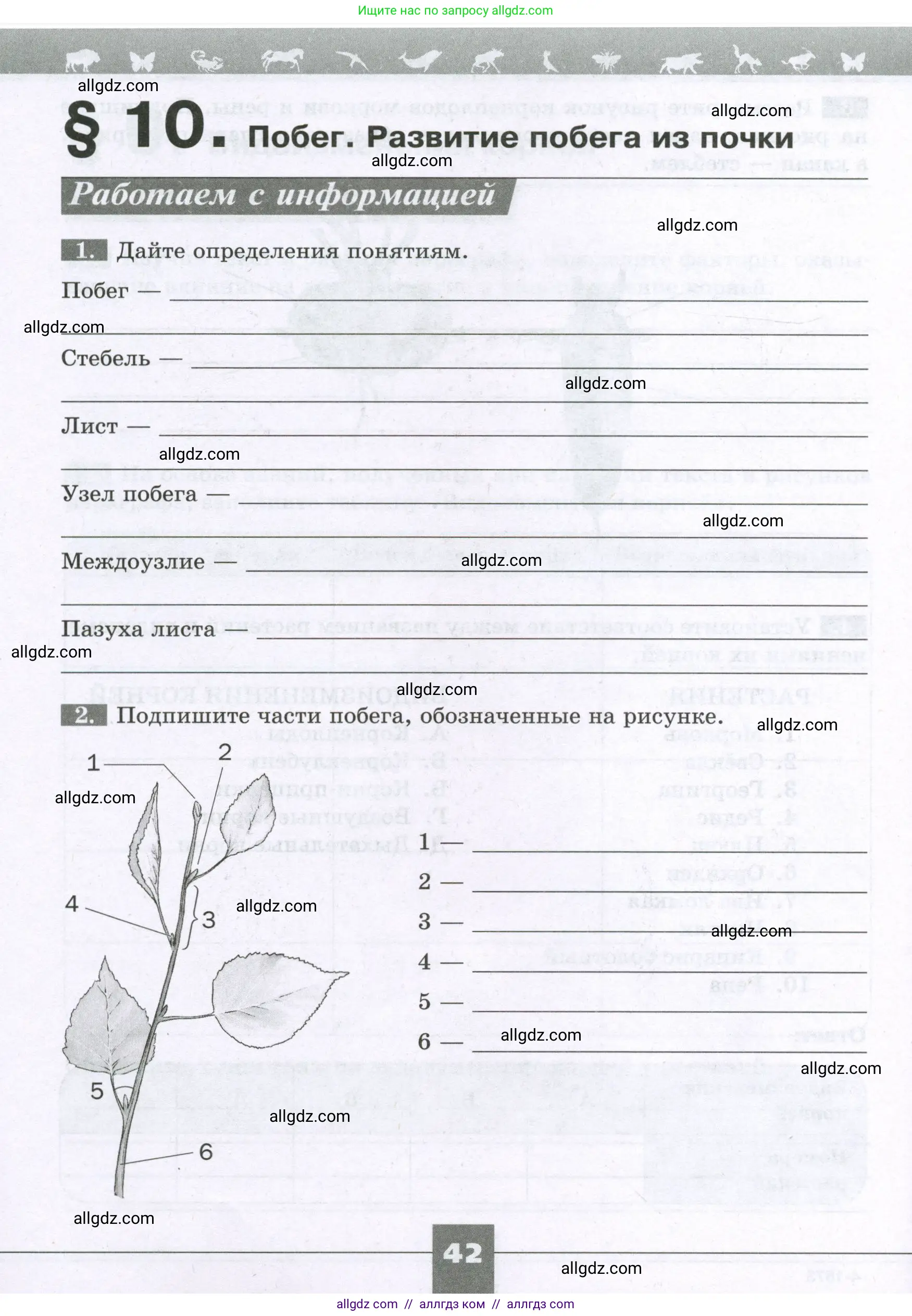 Биология, 6 класс рабочая тетрадь, авторы: Пасечник Владимир Васильевич, Суматохин Сергей Витальевич, Швецов Глеб Геннадьевич, Гапонюк Зоя Георгиевна, Косарькова Марина Викторовна, издательство Просвещение, Москва, 2023, белого цвета, страница 42