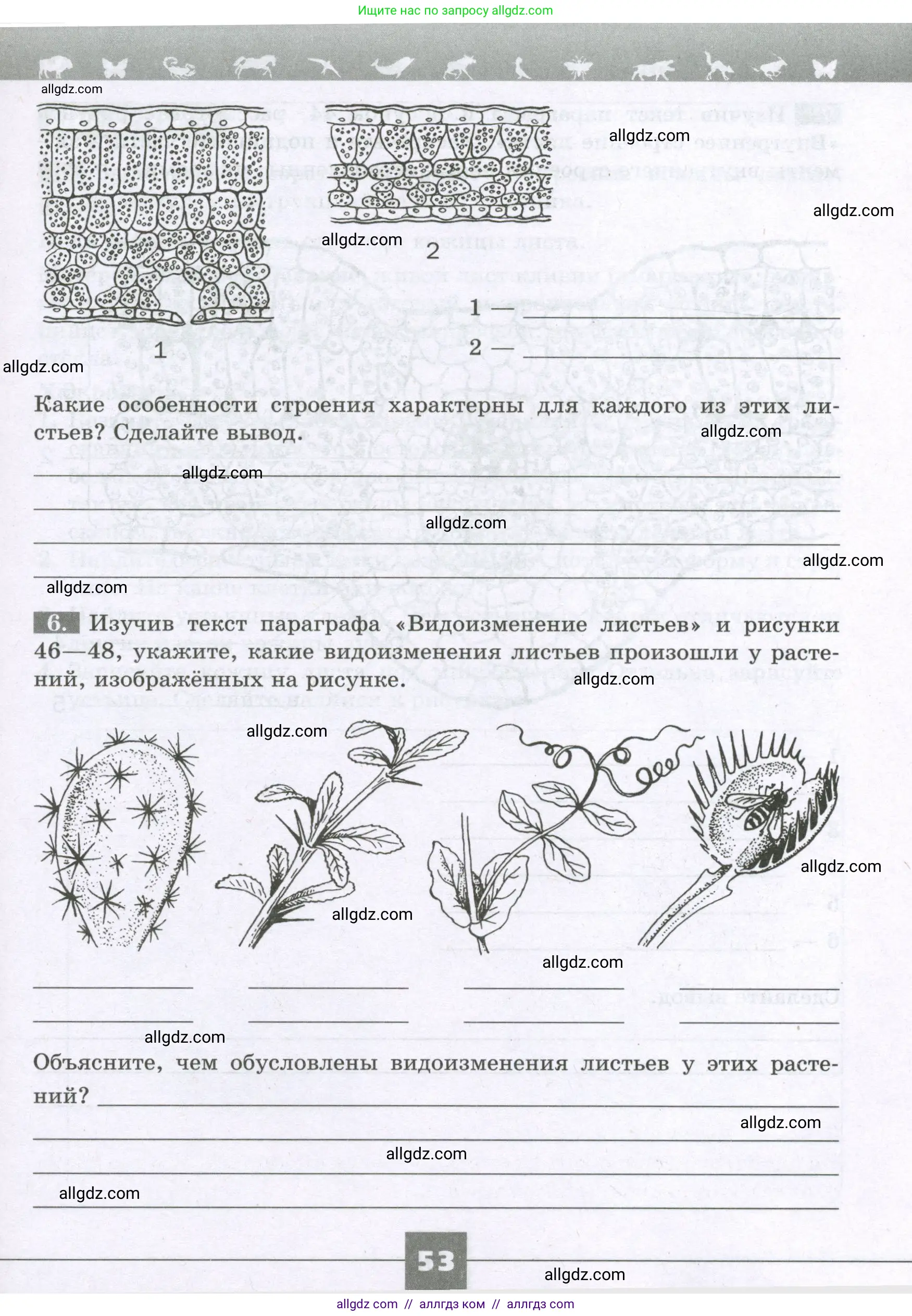Биология, 6 класс рабочая тетрадь, авторы: Пасечник Владимир Васильевич, Суматохин Сергей Витальевич, Швецов Глеб Геннадьевич, Гапонюк Зоя Георгиевна, Косарькова Марина Викторовна, издательство Просвещение, Москва, 2023, белого цвета, страница 53