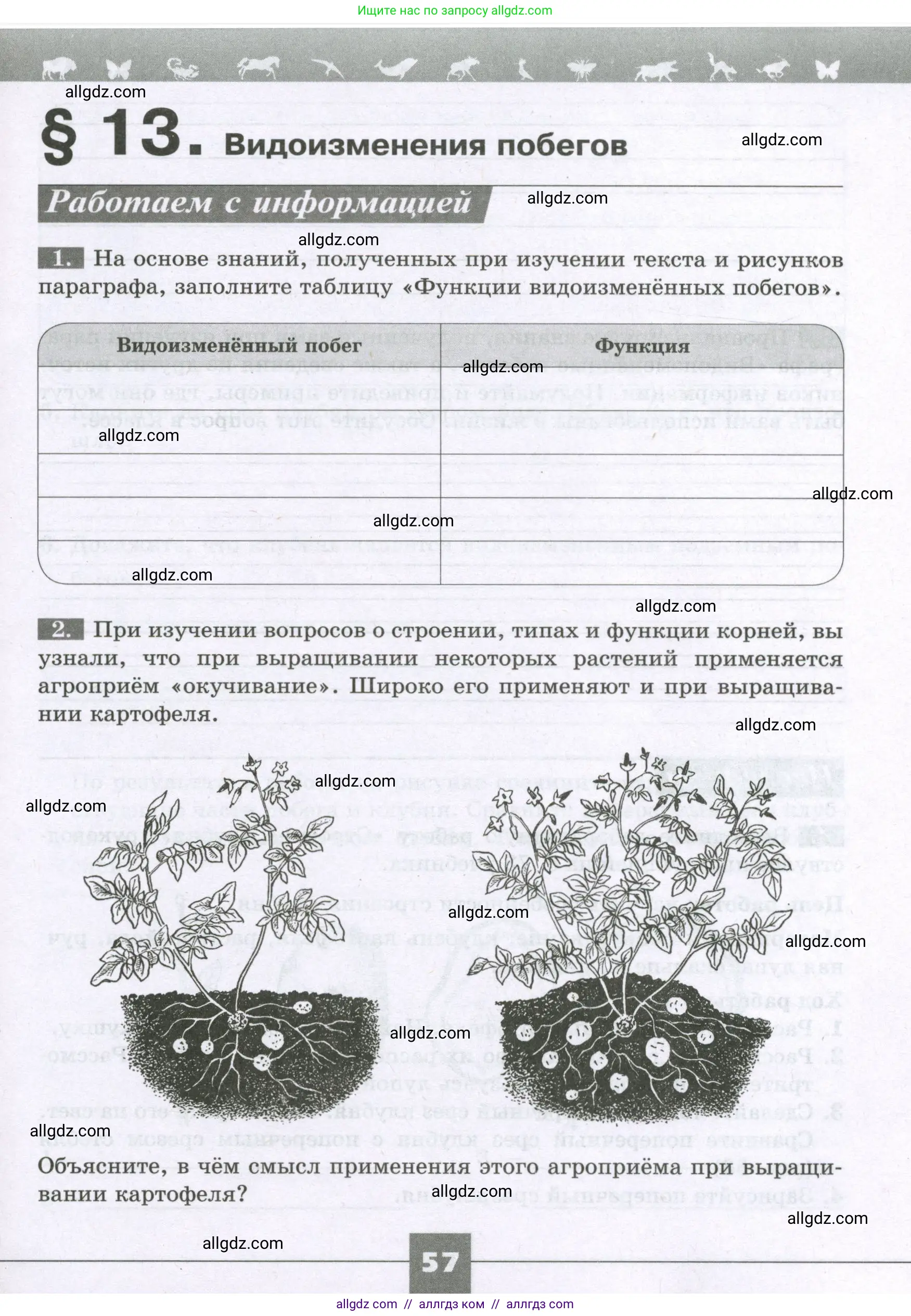 Биология, 6 класс рабочая тетрадь, авторы: Пасечник Владимир Васильевич, Суматохин Сергей Витальевич, Швецов Глеб Геннадьевич, Гапонюк Зоя Георгиевна, Косарькова Марина Викторовна, издательство Просвещение, Москва, 2023, белого цвета, страница 57