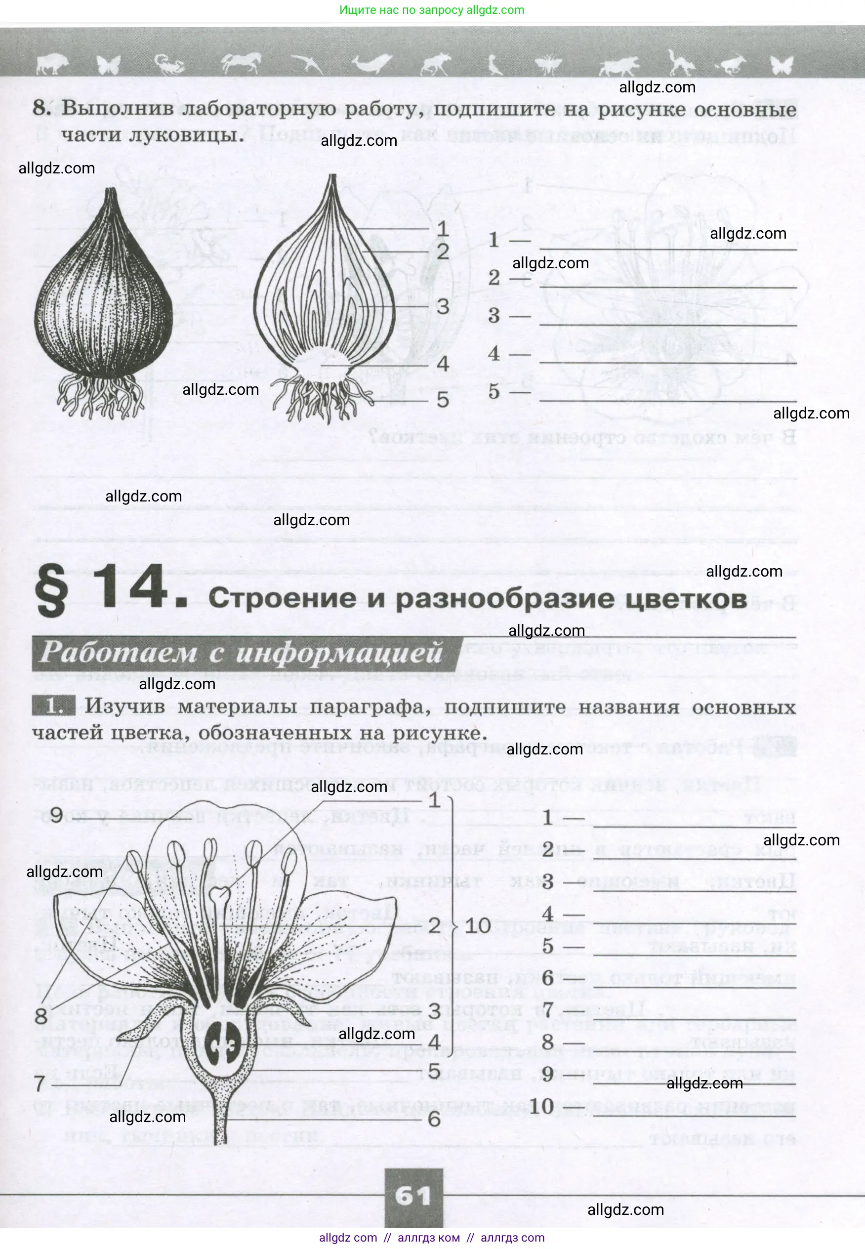 Биология, 6 класс рабочая тетрадь, авторы: Пасечник Владимир Васильевич, Суматохин Сергей Витальевич, Швецов Глеб Геннадьевич, Гапонюк Зоя Георгиевна, Косарькова Марина Викторовна, издательство Просвещение, Москва, 2023, белого цвета, страница 61