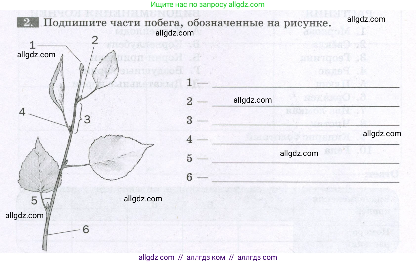 Биология, 6 класс рабочая тетрадь, авторы: Пасечник Владимир Васильевич, Суматохин Сергей Витальевич, Швецов Глеб Геннадьевич, Гапонюк Зоя Георгиевна, Косарькова Марина Викторовна, издательство Просвещение, Москва, 2023, белого цвета, страница 42, номер 2, Условие