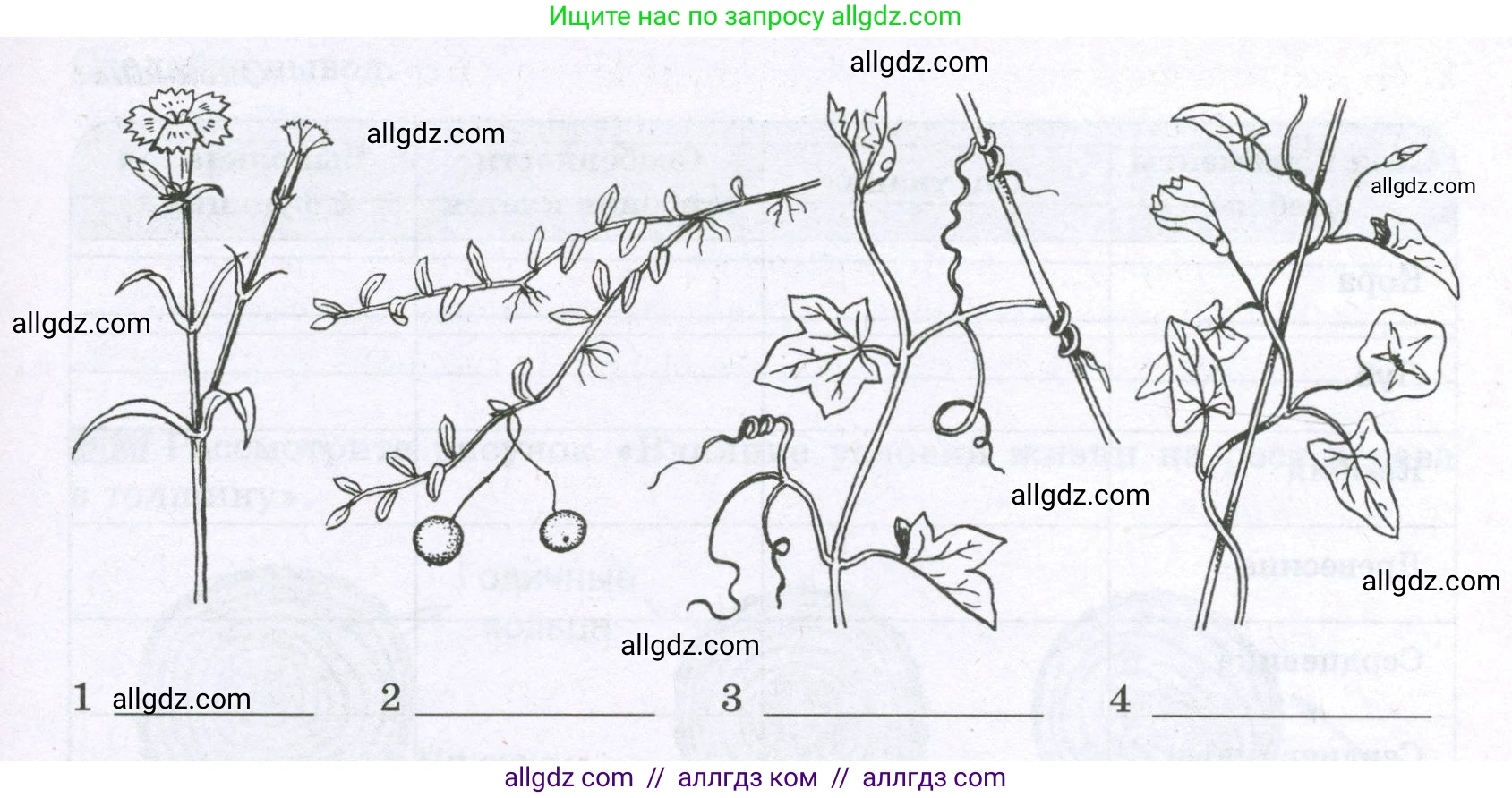 Биология, 6 класс рабочая тетрадь, авторы: Пасечник Владимир Васильевич, Суматохин Сергей Витальевич, Швецов Глеб Геннадьевич, Гапонюк Зоя Георгиевна, Косарькова Марина Викторовна, издательство Просвещение, Москва, 2023, белого цвета, страница 46, номер 1, Условие (продолжение 2)