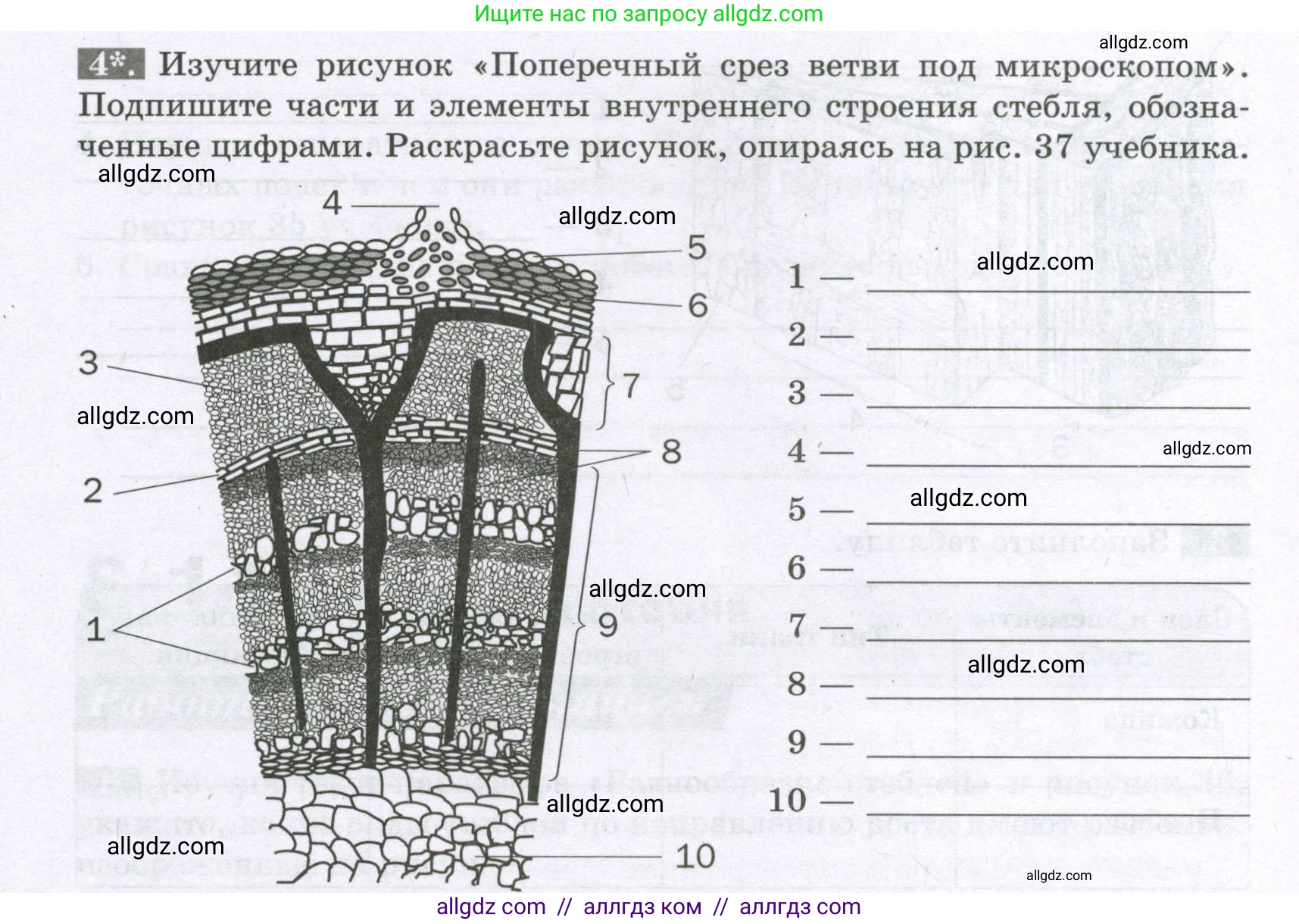 Биология, 6 класс рабочая тетрадь, авторы: Пасечник Владимир Васильевич, Суматохин Сергей Витальевич, Швецов Глеб Геннадьевич, Гапонюк Зоя Георгиевна, Косарькова Марина Викторовна, издательство Просвещение, Москва, 2023, белого цвета, страница 48, номер 4, Условие