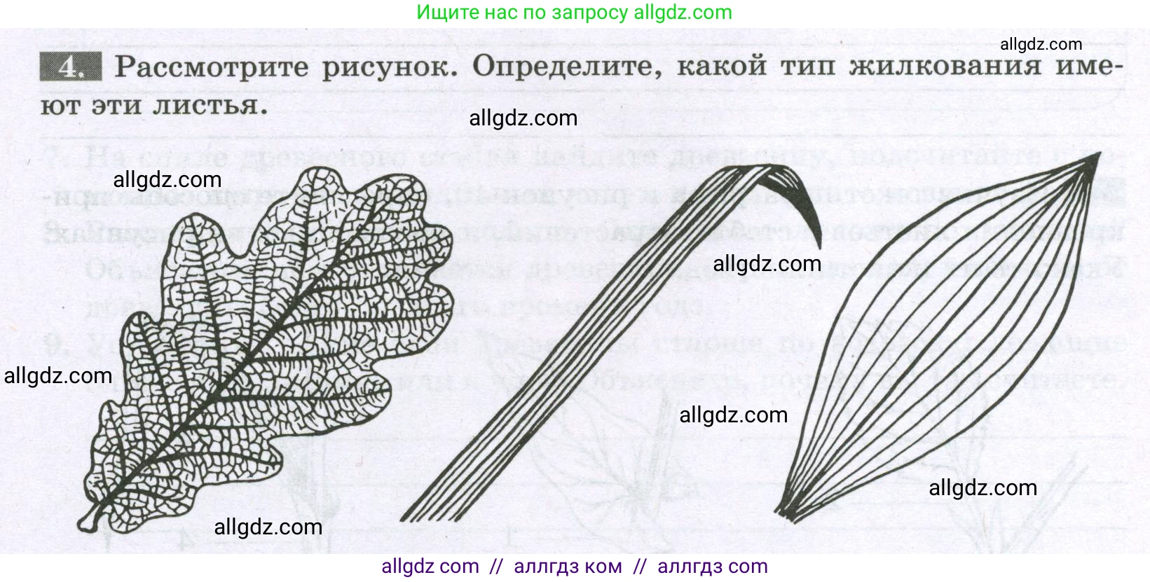 Биология, 6 класс рабочая тетрадь, авторы: Пасечник Владимир Васильевич, Суматохин Сергей Витальевич, Швецов Глеб Геннадьевич, Гапонюк Зоя Георгиевна, Косарькова Марина Викторовна, издательство Просвещение, Москва, 2023, белого цвета, страница 52, номер 4, Условие