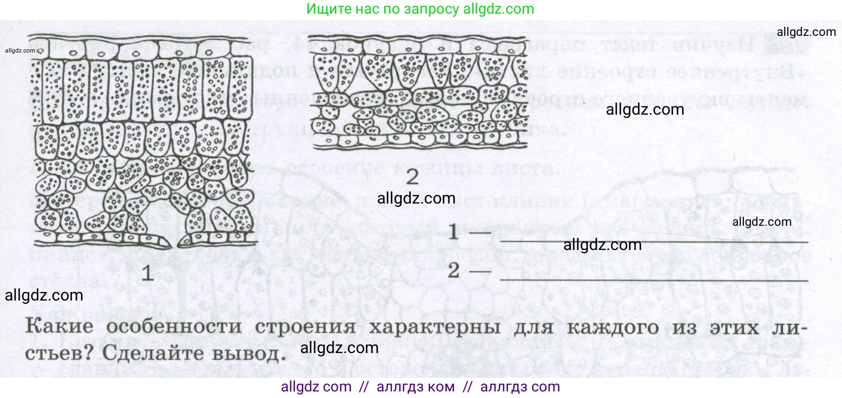 Биология, 6 класс рабочая тетрадь, авторы: Пасечник Владимир Васильевич, Суматохин Сергей Витальевич, Швецов Глеб Геннадьевич, Гапонюк Зоя Георгиевна, Косарькова Марина Викторовна, издательство Просвещение, Москва, 2023, белого цвета, страница 52, номер 5, Условие (продолжение 2)