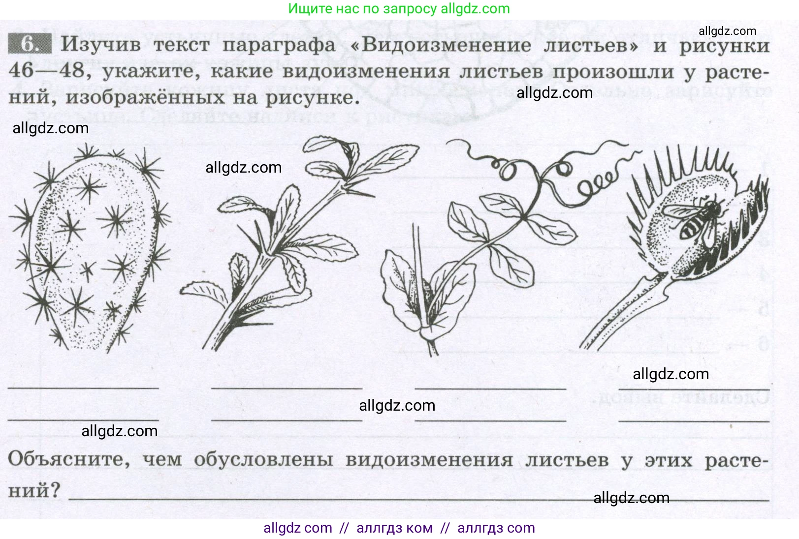 Биология, 6 класс рабочая тетрадь, авторы: Пасечник Владимир Васильевич, Суматохин Сергей Витальевич, Швецов Глеб Геннадьевич, Гапонюк Зоя Георгиевна, Косарькова Марина Викторовна, издательство Просвещение, Москва, 2023, белого цвета, страница 53, номер 6, Условие