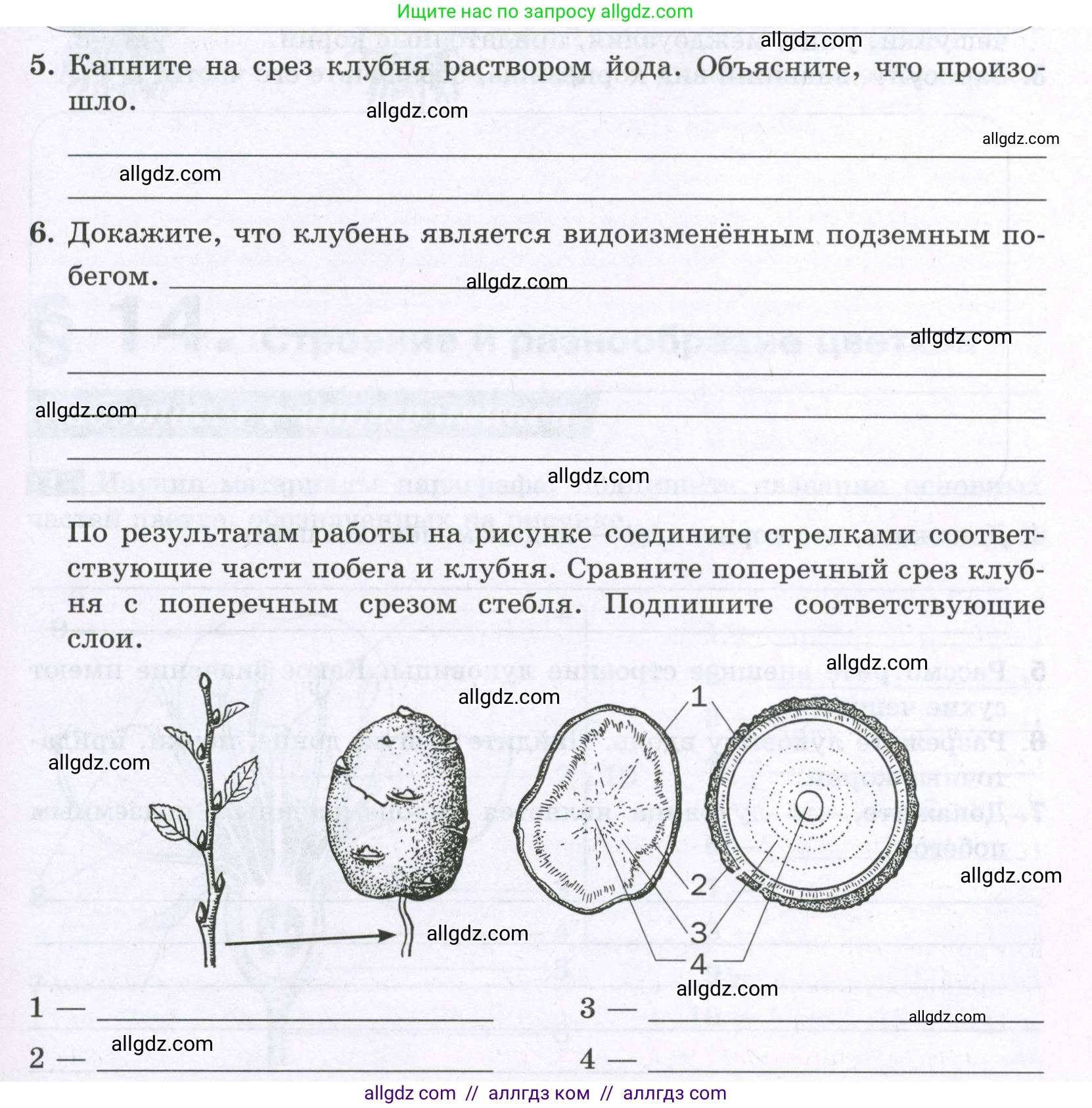 Биология, 6 класс рабочая тетрадь, авторы: Пасечник Владимир Васильевич, Суматохин Сергей Витальевич, Швецов Глеб Геннадьевич, Гапонюк Зоя Георгиевна, Косарькова Марина Викторовна, издательство Просвещение, Москва, 2023, белого цвета, страница 58, номер 4, Условие (продолжение 2)