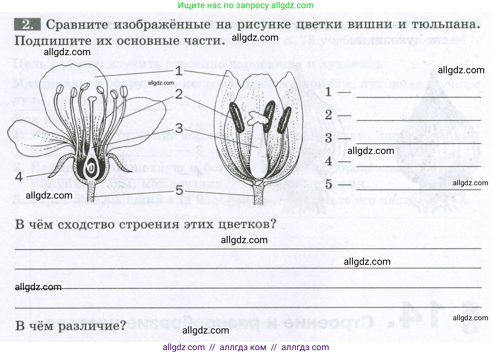 Биология, 6 класс рабочая тетрадь, авторы: Пасечник Владимир Васильевич, Суматохин Сергей Витальевич, Швецов Глеб Геннадьевич, Гапонюк Зоя Георгиевна, Косарькова Марина Викторовна, издательство Просвещение, Москва, 2023, белого цвета, страница 62, номер 2, Условие