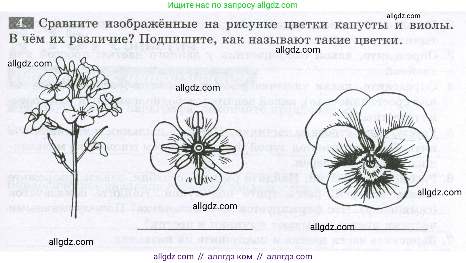 Биология, 6 класс рабочая тетрадь, авторы: Пасечник Владимир Васильевич, Суматохин Сергей Витальевич, Швецов Глеб Геннадьевич, Гапонюк Зоя Георгиевна, Косарькова Марина Викторовна, издательство Просвещение, Москва, 2023, белого цвета, страница 63, номер 4, Условие