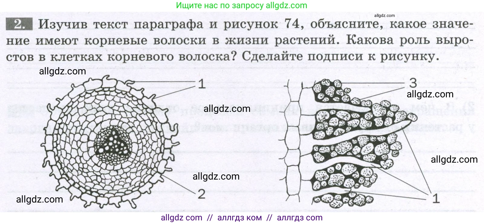 Биология, 6 класс рабочая тетрадь, авторы: Пасечник Владимир Васильевич, Суматохин Сергей Витальевич, Швецов Глеб Геннадьевич, Гапонюк Зоя Георгиевна, Косарькова Марина Викторовна, издательство Просвещение, Москва, 2023, белого цвета, страница 78, номер 2, Условие