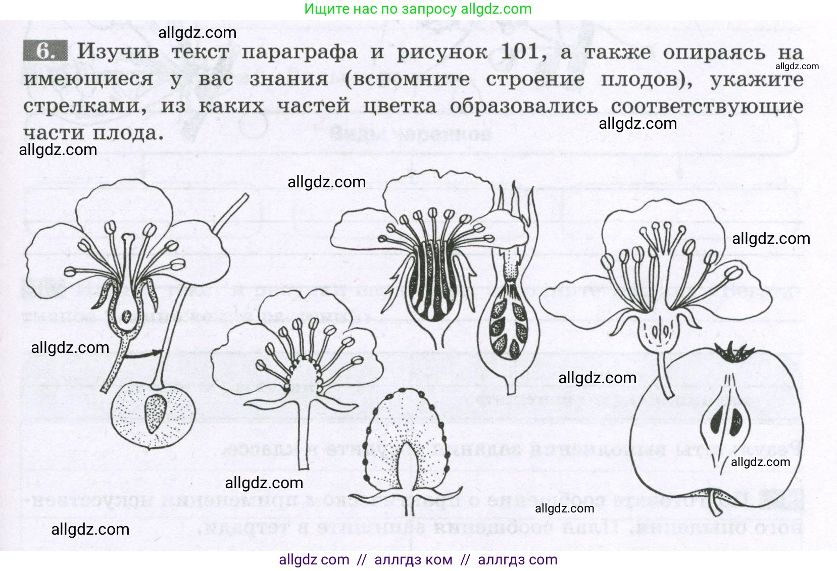 Биология, 6 класс рабочая тетрадь, авторы: Пасечник Владимир Васильевич, Суматохин Сергей Витальевич, Швецов Глеб Геннадьевич, Гапонюк Зоя Георгиевна, Косарькова Марина Викторовна, издательство Просвещение, Москва, 2023, белого цвета, страница 99, номер 6, Условие