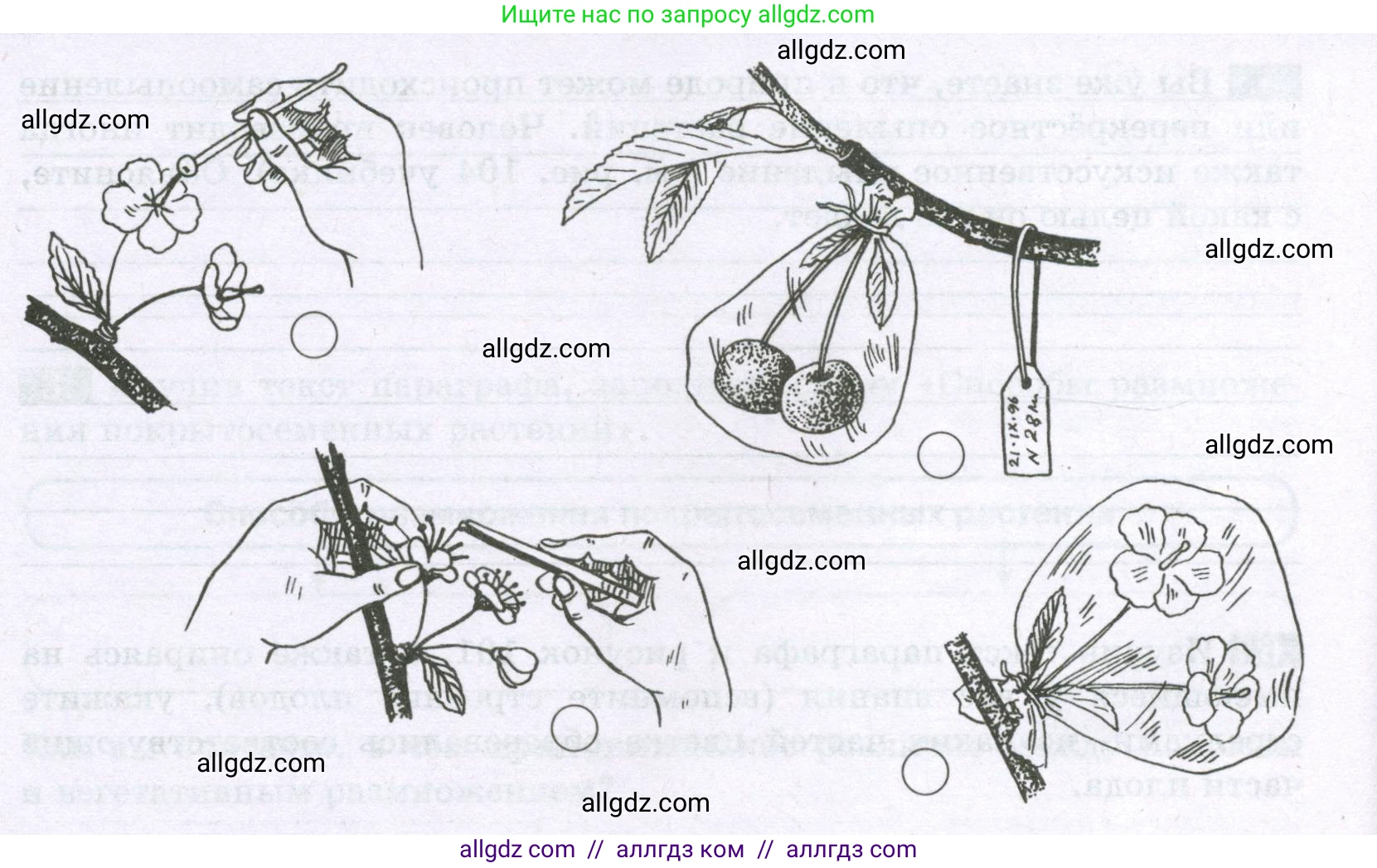 Биология, 6 класс рабочая тетрадь, авторы: Пасечник Владимир Васильевич, Суматохин Сергей Витальевич, Швецов Глеб Геннадьевич, Гапонюк Зоя Георгиевна, Косарькова Марина Викторовна, издательство Просвещение, Москва, 2023, белого цвета, страница 99, номер 7, Условие (продолжение 2)