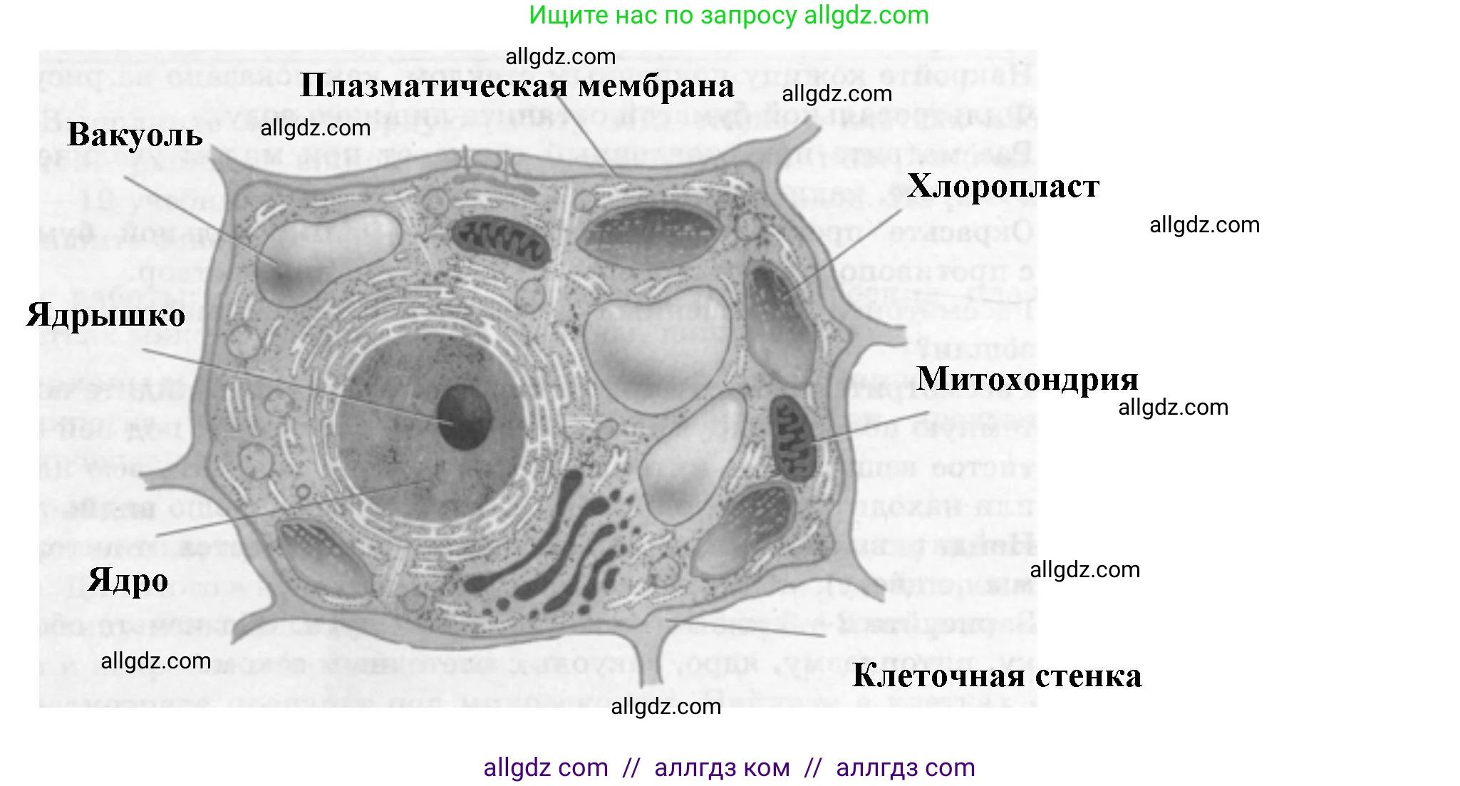 Биология, 6 класс рабочая тетрадь, авторы: Пасечник Владимир Васильевич, Суматохин Сергей Витальевич, Швецов Глеб Геннадьевич, Гапонюк Зоя Георгиевна, Косарькова Марина Викторовна, издательство Просвещение, Москва, 2023, белого цвета, страница 9, номер 3, Решение (продолжение 2)