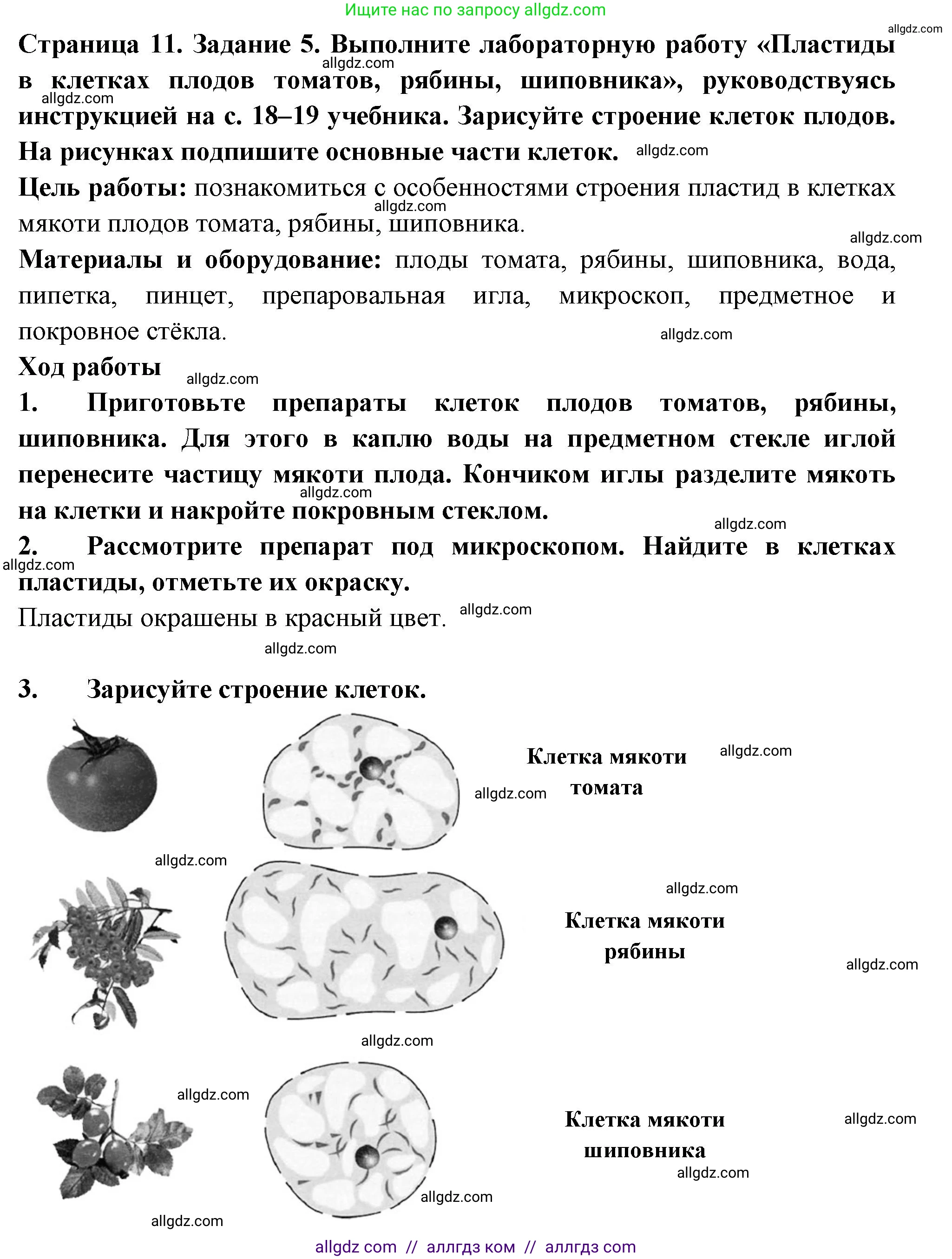 Биология, 6 класс рабочая тетрадь, авторы: Пасечник Владимир Васильевич, Суматохин Сергей Витальевич, Швецов Глеб Геннадьевич, Гапонюк Зоя Георгиевна, Косарькова Марина Викторовна, издательство Просвещение, Москва, 2023, белого цвета, страница 11, номер 5, Решение