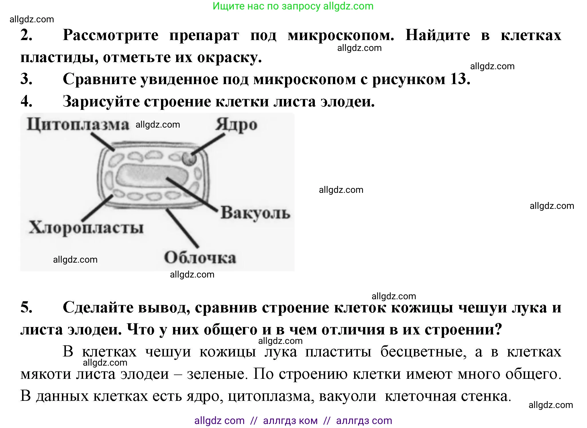 Биология, 6 класс рабочая тетрадь, авторы: Пасечник Владимир Васильевич, Суматохин Сергей Витальевич, Швецов Глеб Геннадьевич, Гапонюк Зоя Георгиевна, Косарькова Марина Викторовна, издательство Просвещение, Москва, 2023, белого цвета, страница 12, номер 6, Решение (продолжение 2)