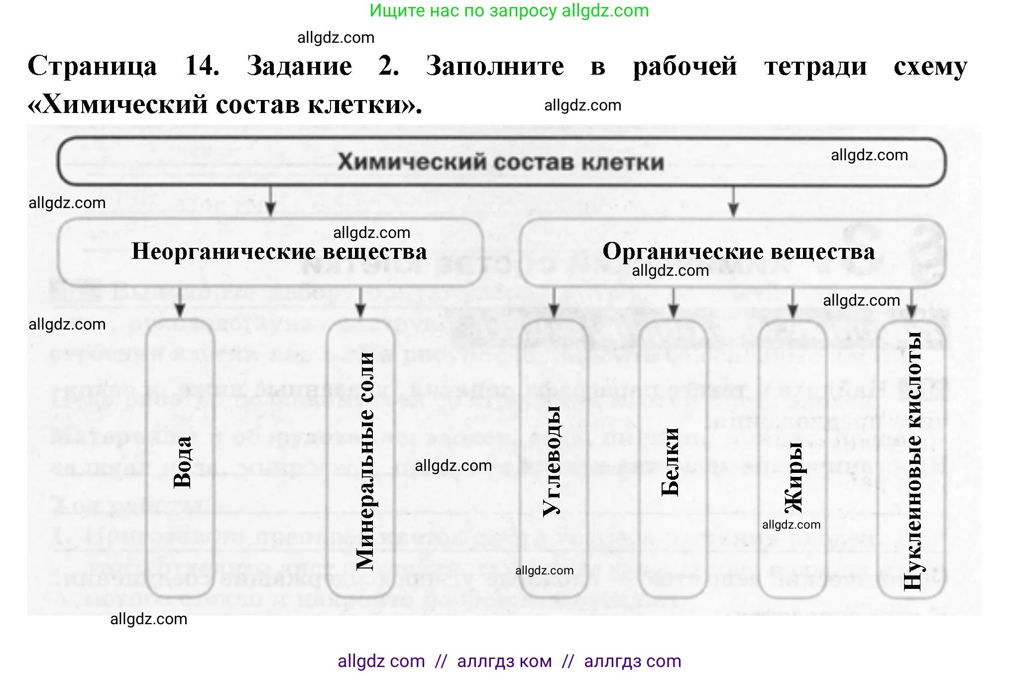 Биология, 6 класс рабочая тетрадь, авторы: Пасечник Владимир Васильевич, Суматохин Сергей Витальевич, Швецов Глеб Геннадьевич, Гапонюк Зоя Георгиевна, Косарькова Марина Викторовна, издательство Просвещение, Москва, 2023, белого цвета, страница 14, номер 2, Решение