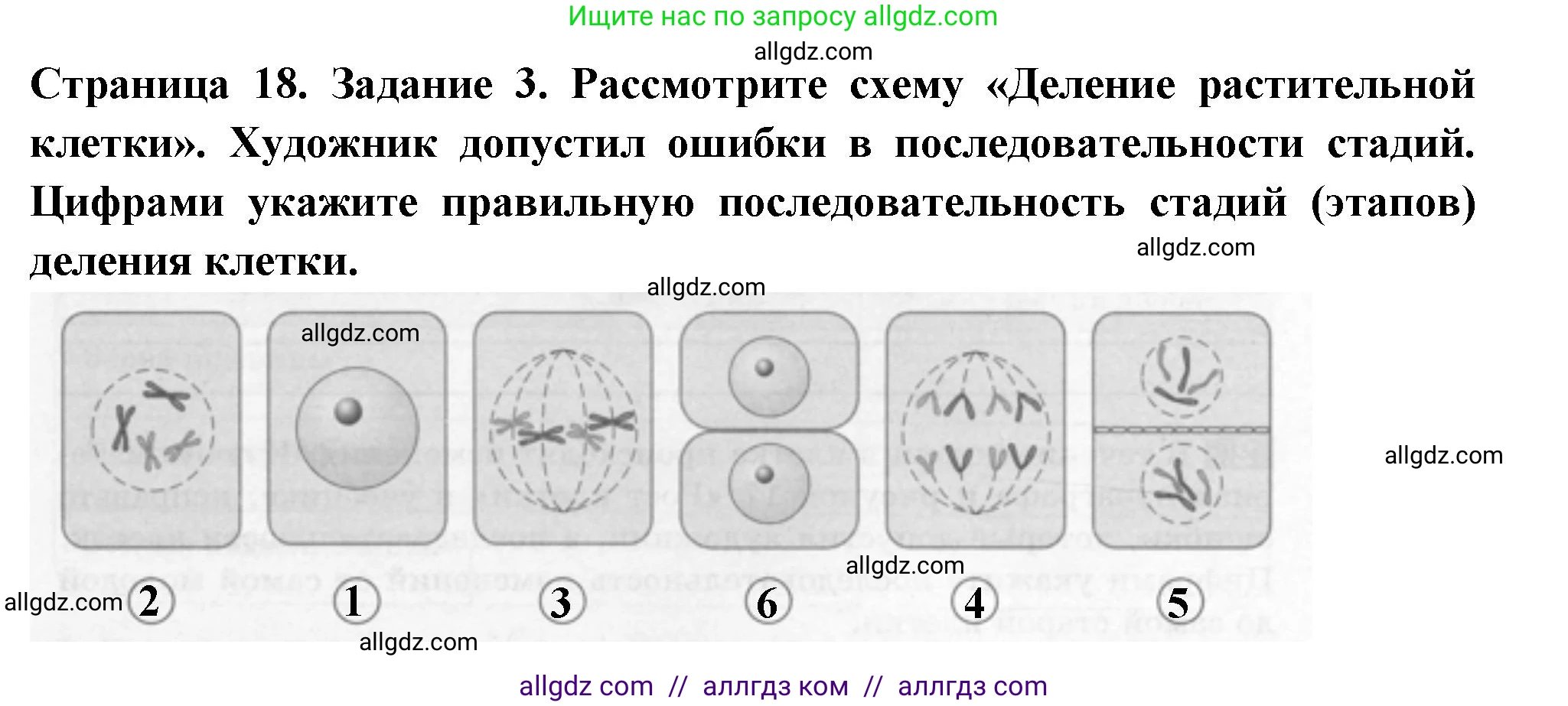 Биология, 6 класс рабочая тетрадь, авторы: Пасечник Владимир Васильевич, Суматохин Сергей Витальевич, Швецов Глеб Геннадьевич, Гапонюк Зоя Георгиевна, Косарькова Марина Викторовна, издательство Просвещение, Москва, 2023, белого цвета, страница 18, номер 3, Решение