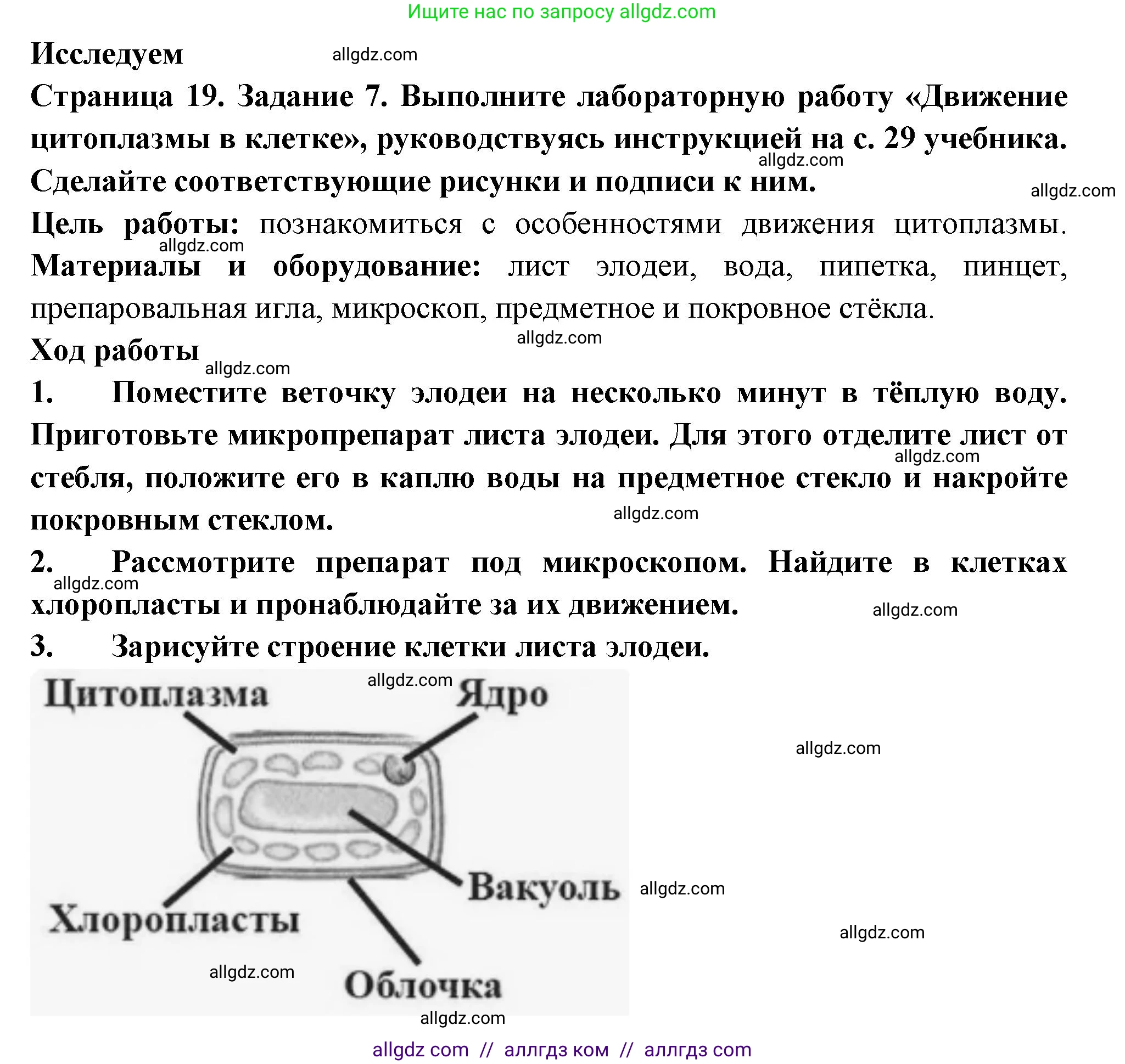 Биология, 6 класс рабочая тетрадь, авторы: Пасечник Владимир Васильевич, Суматохин Сергей Витальевич, Швецов Глеб Геннадьевич, Гапонюк Зоя Георгиевна, Косарькова Марина Викторовна, издательство Просвещение, Москва, 2023, белого цвета, страница 19, номер 7, Решение