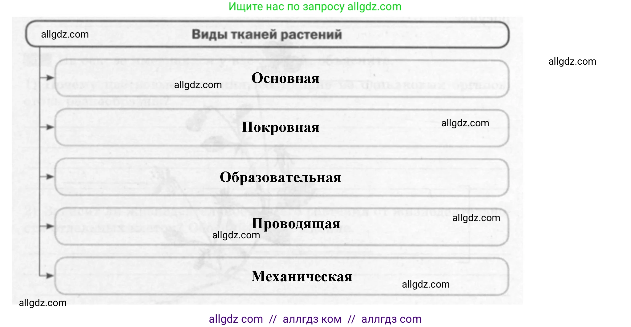 Биология, 6 класс рабочая тетрадь, авторы: Пасечник Владимир Васильевич, Суматохин Сергей Витальевич, Швецов Глеб Геннадьевич, Гапонюк Зоя Георгиевна, Косарькова Марина Викторовна, издательство Просвещение, Москва, 2023, белого цвета, страница 21, номер 3, Решение (продолжение 2)