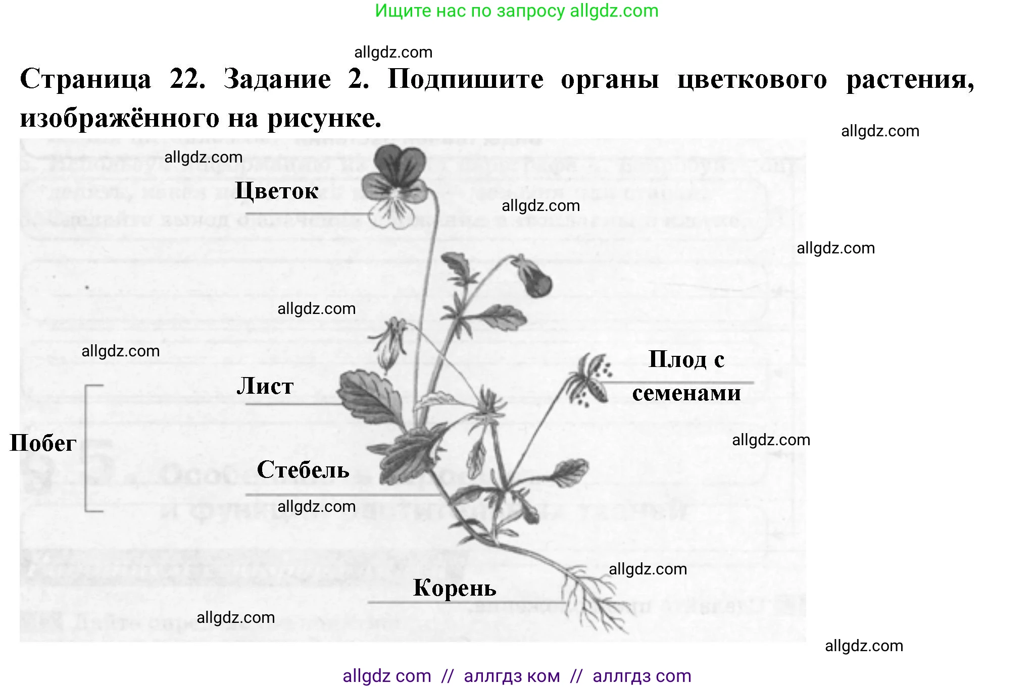 Биология, 6 класс рабочая тетрадь, авторы: Пасечник Владимир Васильевич, Суматохин Сергей Витальевич, Швецов Глеб Геннадьевич, Гапонюк Зоя Георгиевна, Косарькова Марина Викторовна, издательство Просвещение, Москва, 2023, белого цвета, страница 22, номер 2, Решение