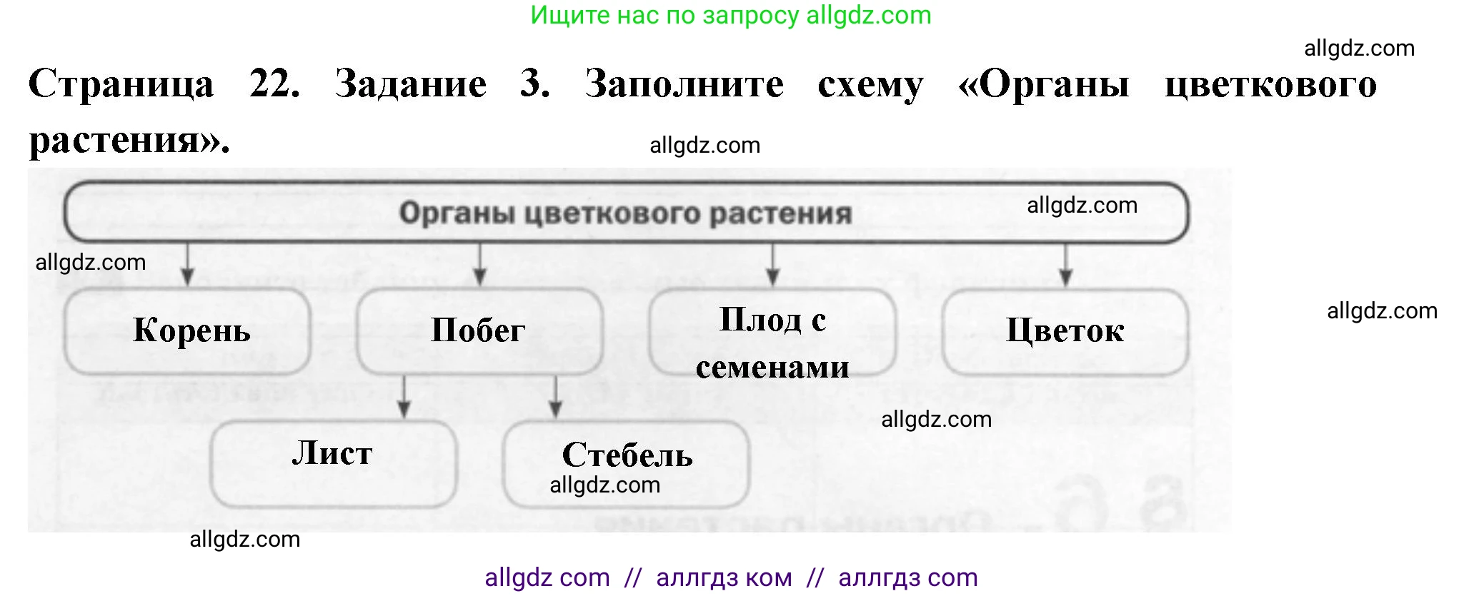 Биология, 6 класс рабочая тетрадь, авторы: Пасечник Владимир Васильевич, Суматохин Сергей Витальевич, Швецов Глеб Геннадьевич, Гапонюк Зоя Георгиевна, Косарькова Марина Викторовна, издательство Просвещение, Москва, 2023, белого цвета, страница 22, номер 3, Решение