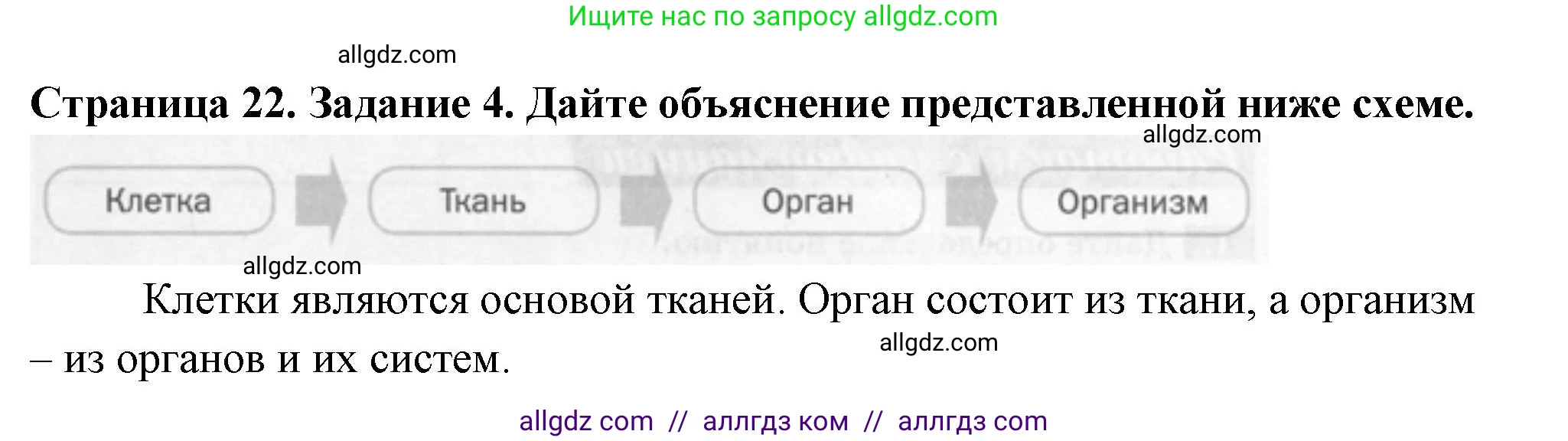 Биология, 6 класс рабочая тетрадь, авторы: Пасечник Владимир Васильевич, Суматохин Сергей Витальевич, Швецов Глеб Геннадьевич, Гапонюк Зоя Георгиевна, Косарькова Марина Викторовна, издательство Просвещение, Москва, 2023, белого цвета, страница 22, номер 4, Решение