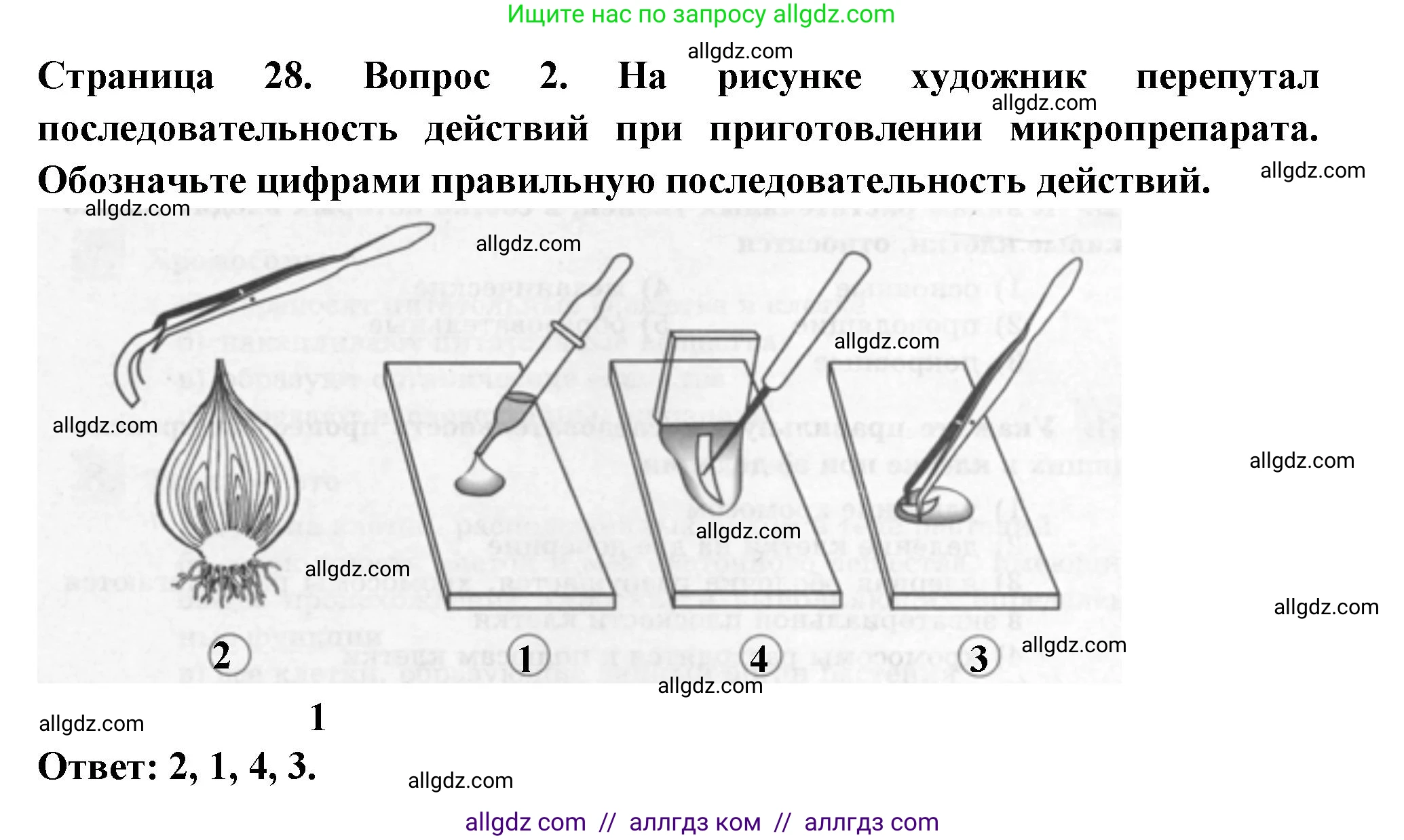 Биология, 6 класс рабочая тетрадь, авторы: Пасечник Владимир Васильевич, Суматохин Сергей Витальевич, Швецов Глеб Геннадьевич, Гапонюк Зоя Георгиевна, Косарькова Марина Викторовна, издательство Просвещение, Москва, 2023, белого цвета, страница 28, номер 2, Решение