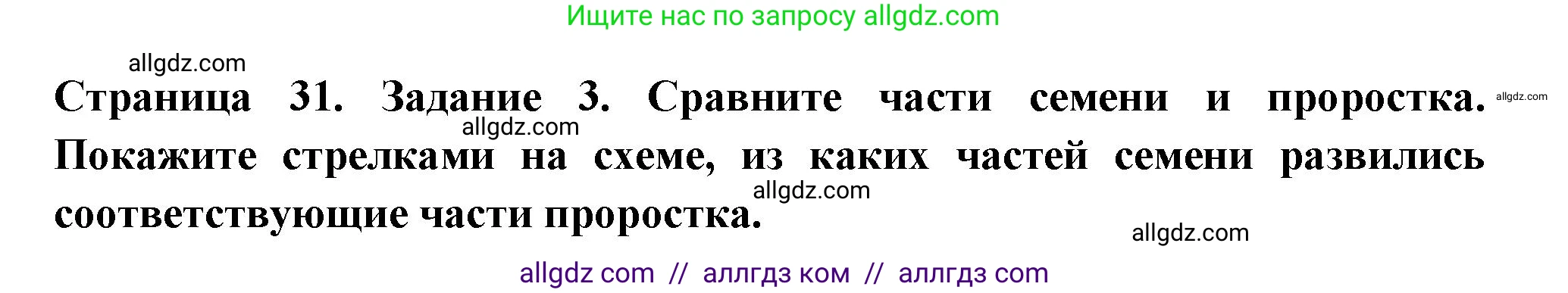 Биология, 6 класс рабочая тетрадь, авторы: Пасечник Владимир Васильевич, Суматохин Сергей Витальевич, Швецов Глеб Геннадьевич, Гапонюк Зоя Георгиевна, Косарькова Марина Викторовна, издательство Просвещение, Москва, 2023, белого цвета, страница 31, номер 3, Решение