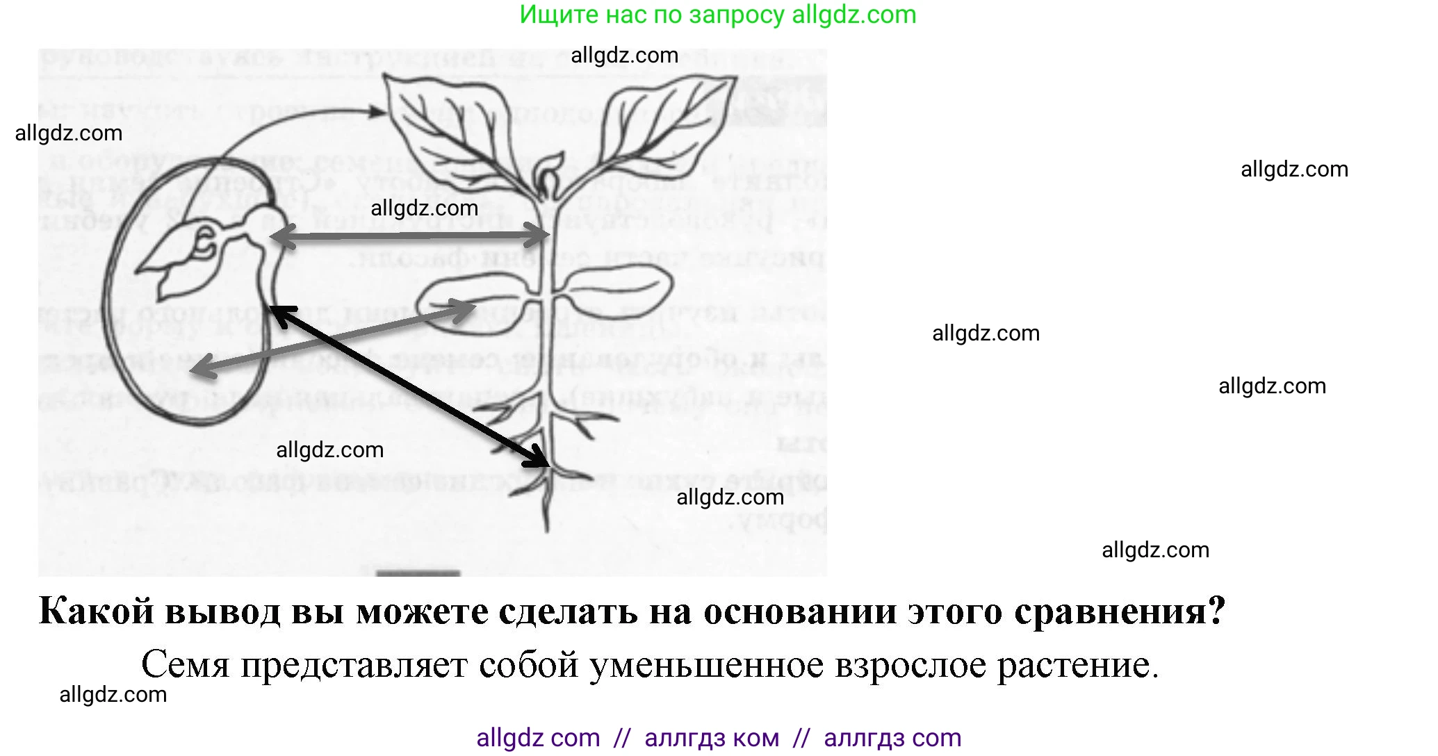 Биология, 6 класс рабочая тетрадь, авторы: Пасечник Владимир Васильевич, Суматохин Сергей Витальевич, Швецов Глеб Геннадьевич, Гапонюк Зоя Георгиевна, Косарькова Марина Викторовна, издательство Просвещение, Москва, 2023, белого цвета, страница 31, номер 3, Решение (продолжение 2)