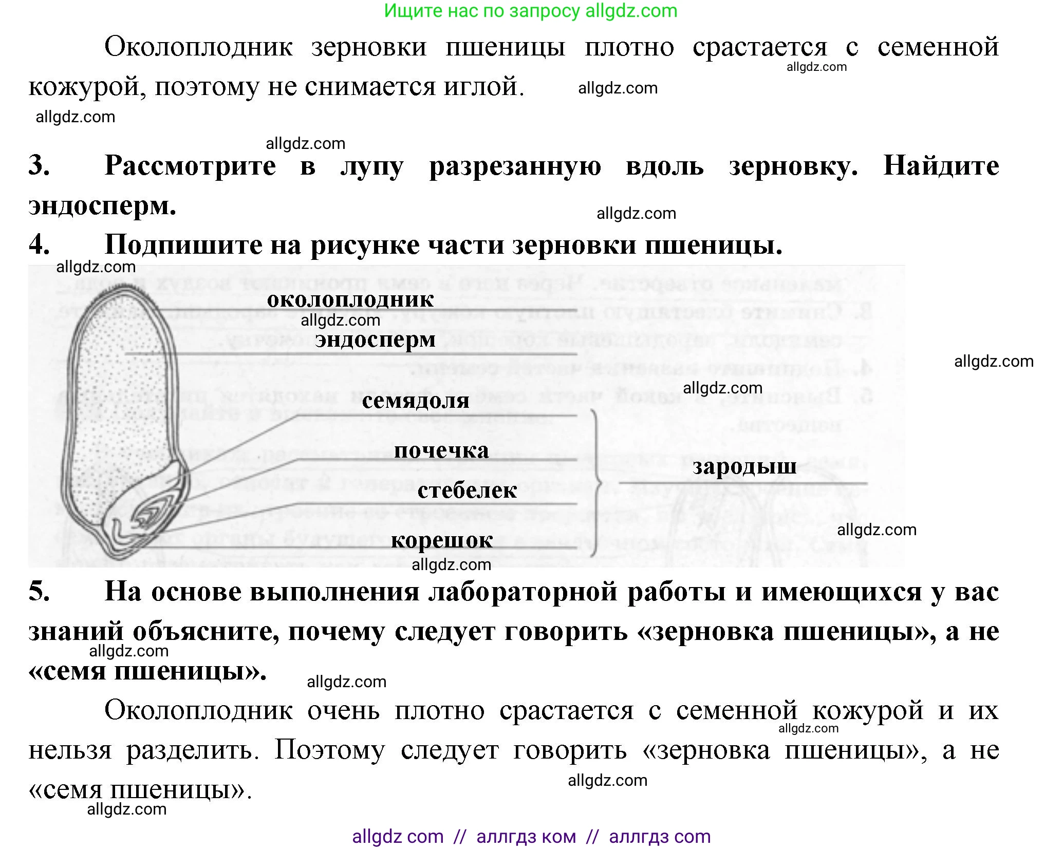 Биология, 6 класс рабочая тетрадь, авторы: Пасечник Владимир Васильевич, Суматохин Сергей Витальевич, Швецов Глеб Геннадьевич, Гапонюк Зоя Георгиевна, Косарькова Марина Викторовна, издательство Просвещение, Москва, 2023, белого цвета, страница 33, номер 6, Решение (продолжение 2)