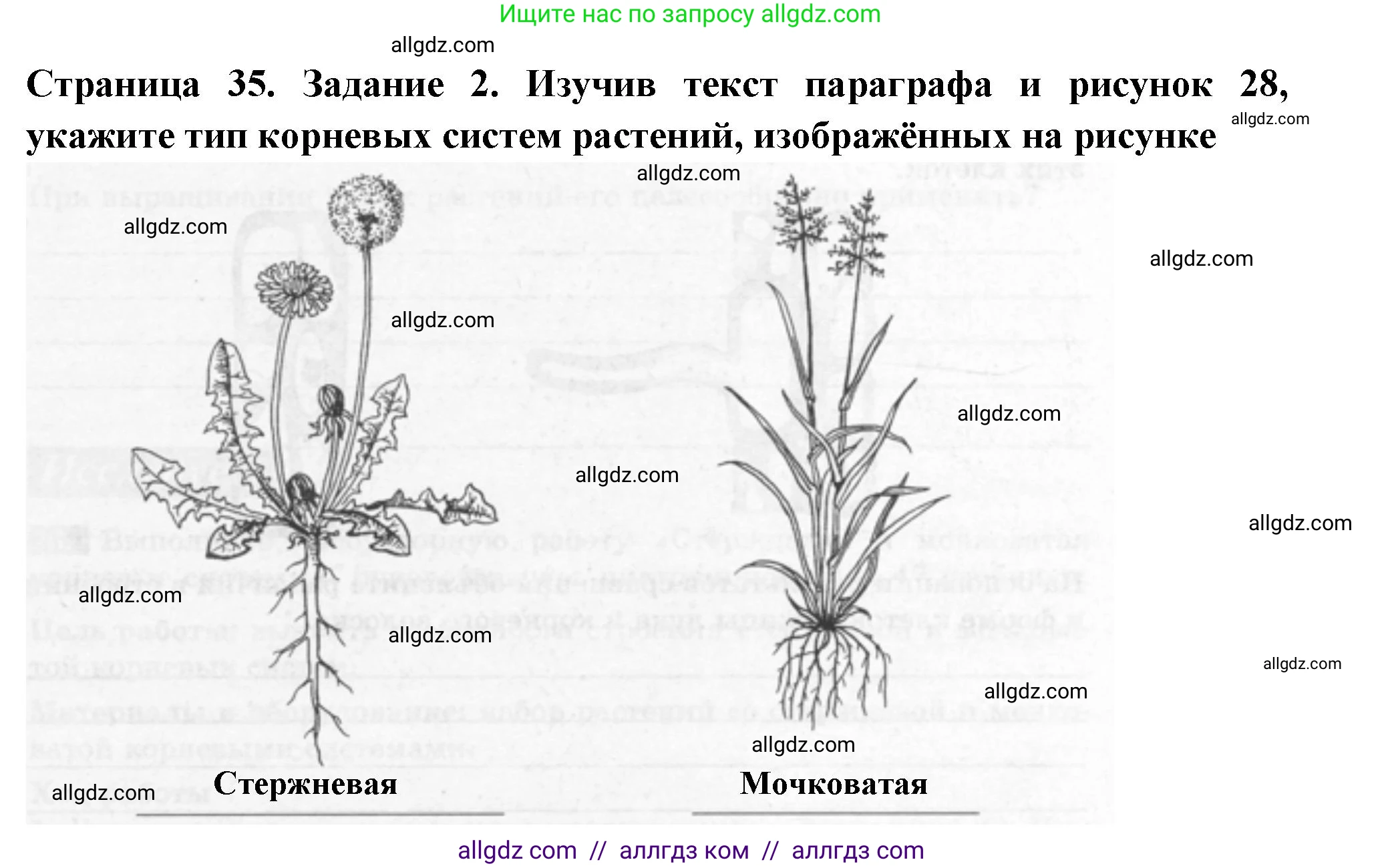 Биология, 6 класс рабочая тетрадь, авторы: Пасечник Владимир Васильевич, Суматохин Сергей Витальевич, Швецов Глеб Геннадьевич, Гапонюк Зоя Георгиевна, Косарькова Марина Викторовна, издательство Просвещение, Москва, 2023, белого цвета, страница 35, номер 2, Решение