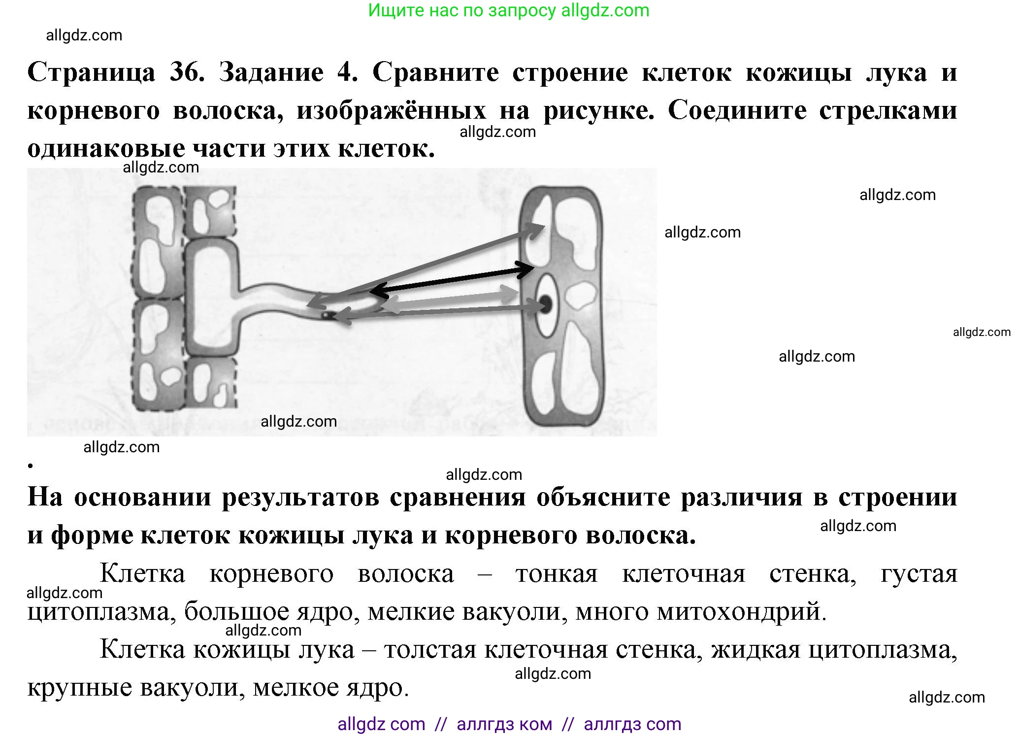 Биология, 6 класс рабочая тетрадь, авторы: Пасечник Владимир Васильевич, Суматохин Сергей Витальевич, Швецов Глеб Геннадьевич, Гапонюк Зоя Георгиевна, Косарькова Марина Викторовна, издательство Просвещение, Москва, 2023, белого цвета, страница 36, номер 4, Решение