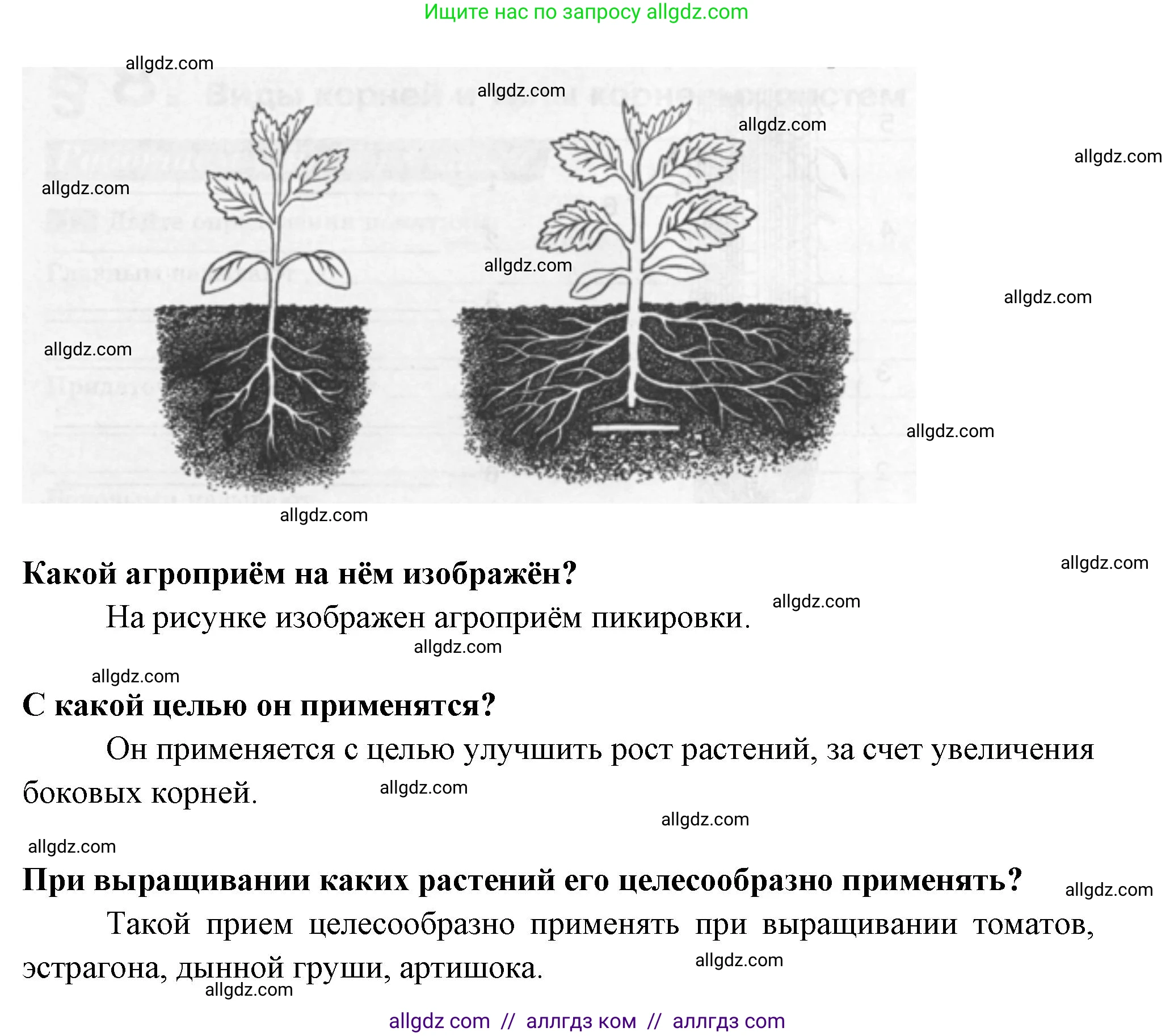 Биология, 6 класс рабочая тетрадь, авторы: Пасечник Владимир Васильевич, Суматохин Сергей Витальевич, Швецов Глеб Геннадьевич, Гапонюк Зоя Георгиевна, Косарькова Марина Викторовна, издательство Просвещение, Москва, 2023, белого цвета, страница 36, номер 5, Решение (продолжение 2)