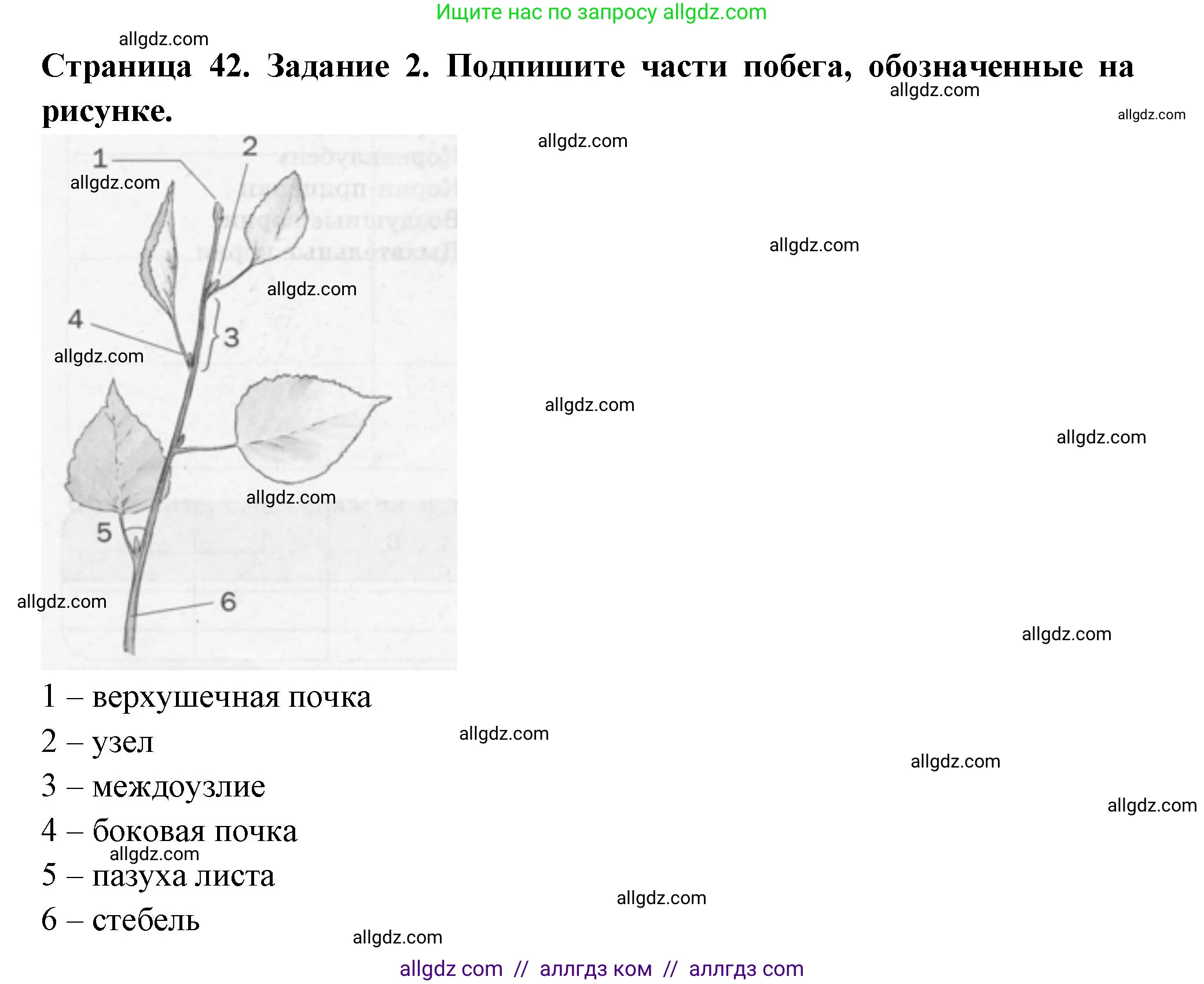 Биология, 6 класс рабочая тетрадь, авторы: Пасечник Владимир Васильевич, Суматохин Сергей Витальевич, Швецов Глеб Геннадьевич, Гапонюк Зоя Георгиевна, Косарькова Марина Викторовна, издательство Просвещение, Москва, 2023, белого цвета, страница 42, номер 2, Решение