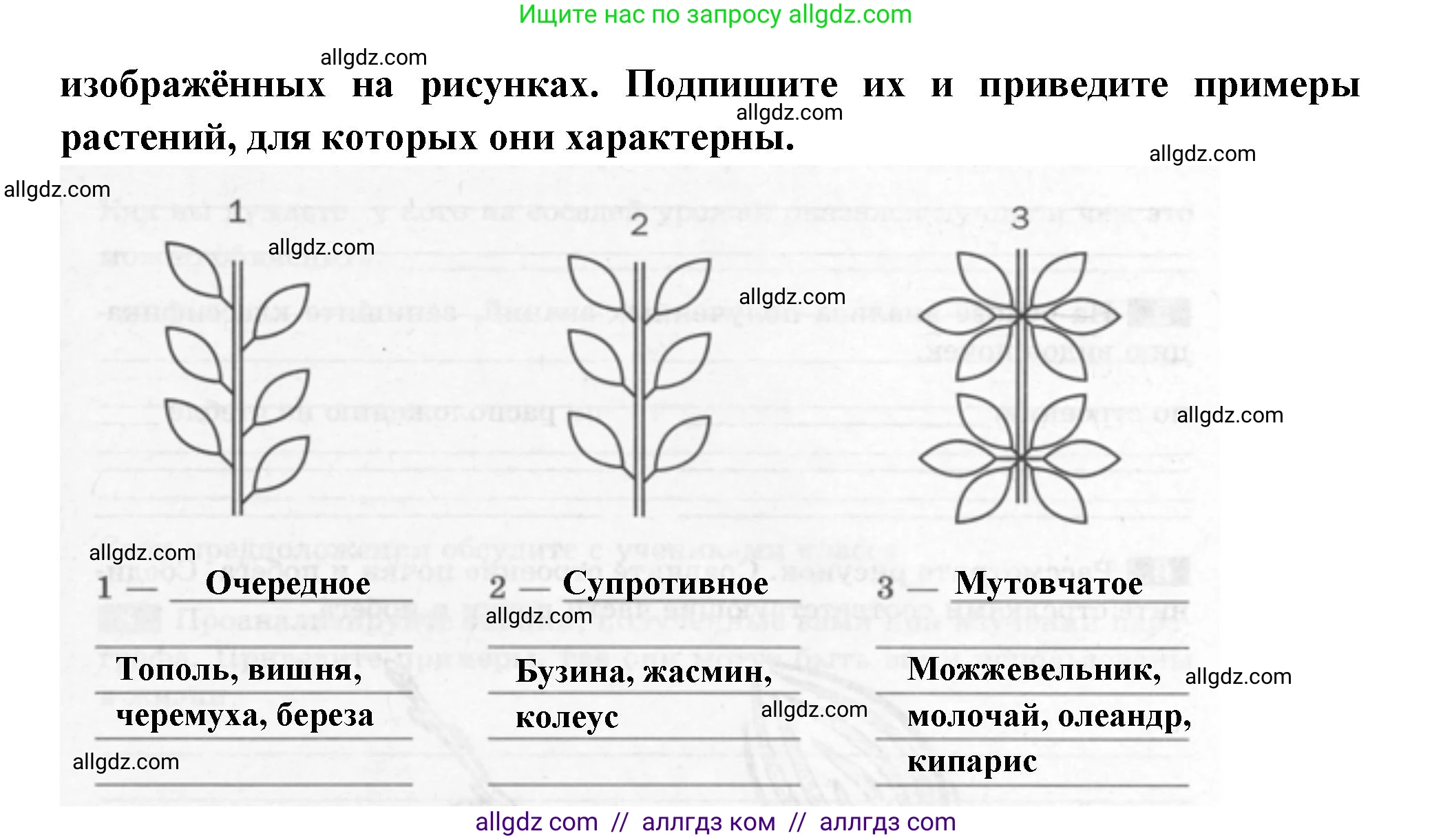 Биология, 6 класс рабочая тетрадь, авторы: Пасечник Владимир Васильевич, Суматохин Сергей Витальевич, Швецов Глеб Геннадьевич, Гапонюк Зоя Георгиевна, Косарькова Марина Викторовна, издательство Просвещение, Москва, 2023, белого цвета, страница 43, номер 3, Решение (продолжение 2)